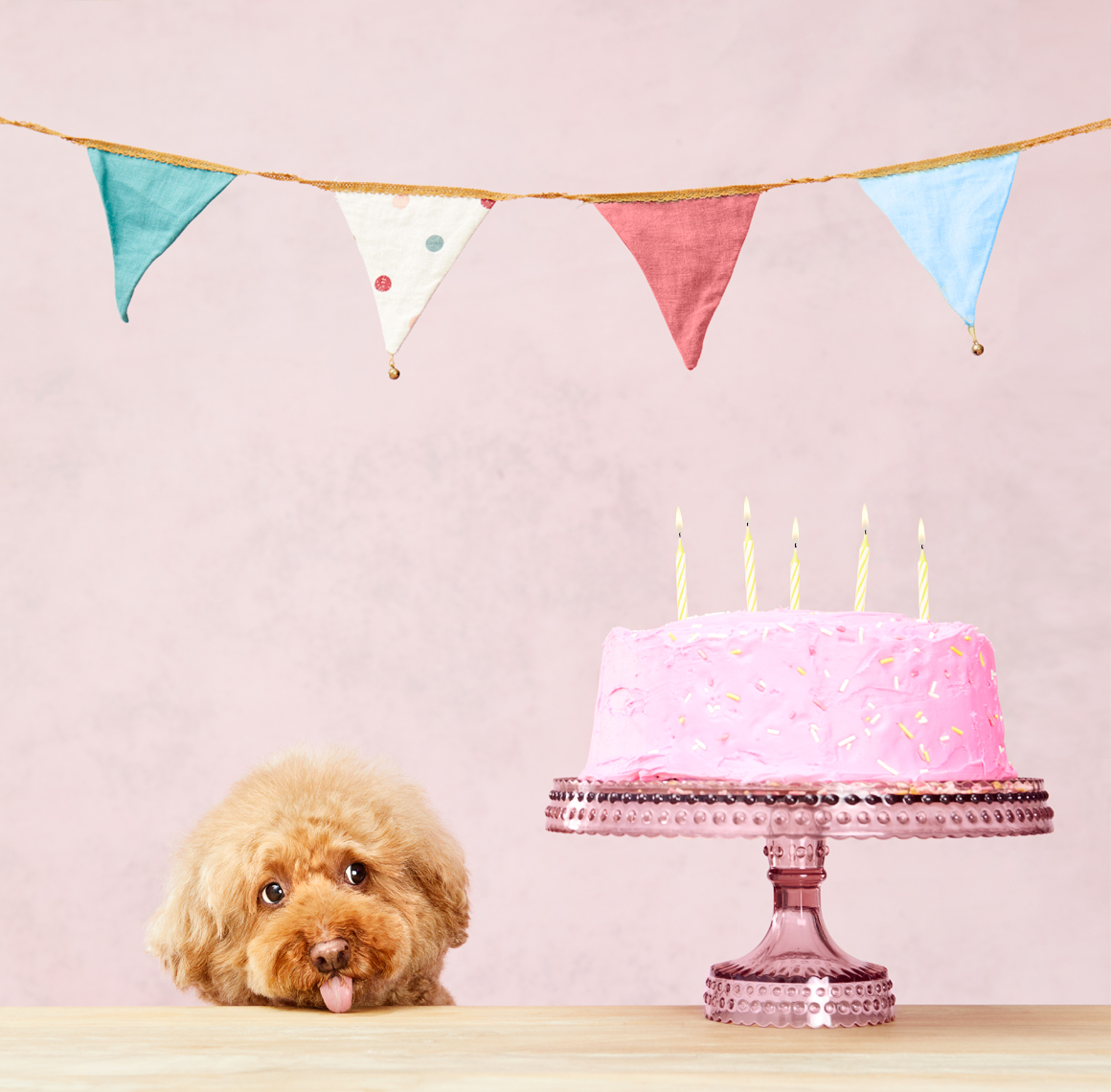 Poodle birthday cake and flags