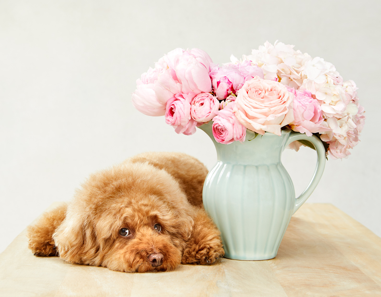 Poodle with flowers