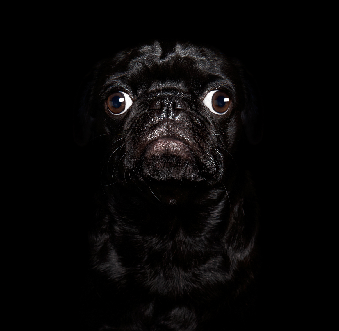Black pug portrait