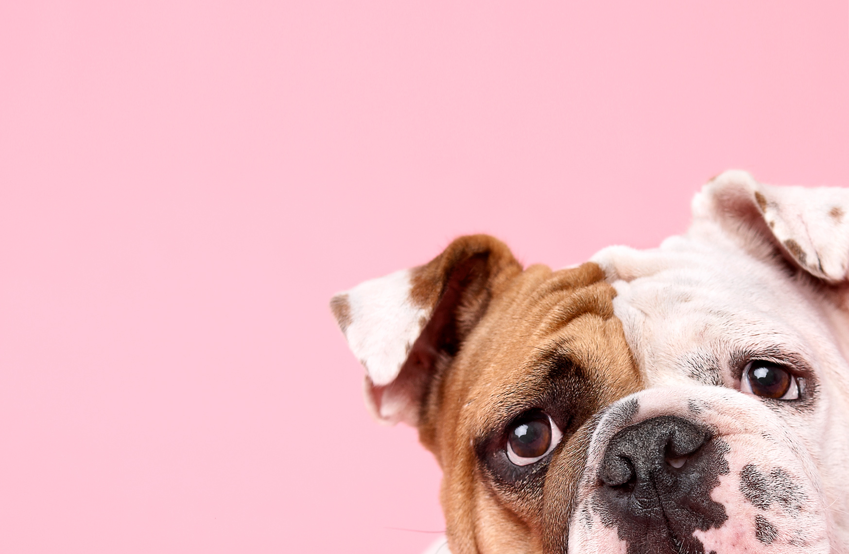 Bulldog with tight crop