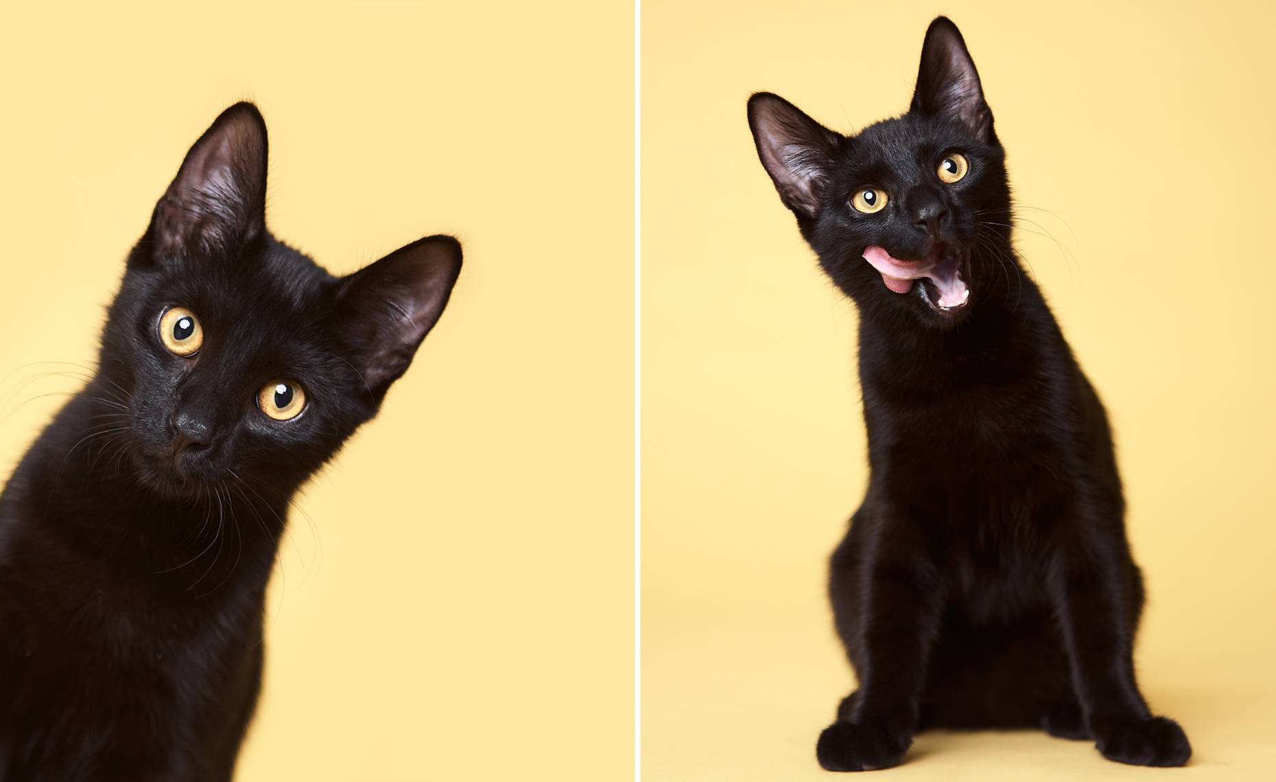 Black kitten posing 