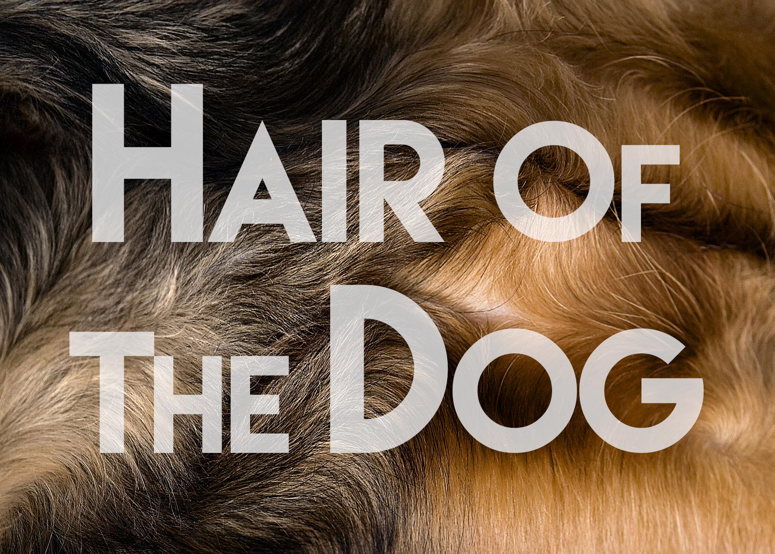 Dog hair detail