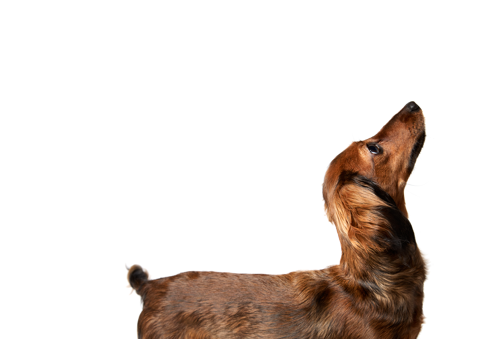 Long haired dachshund looking up