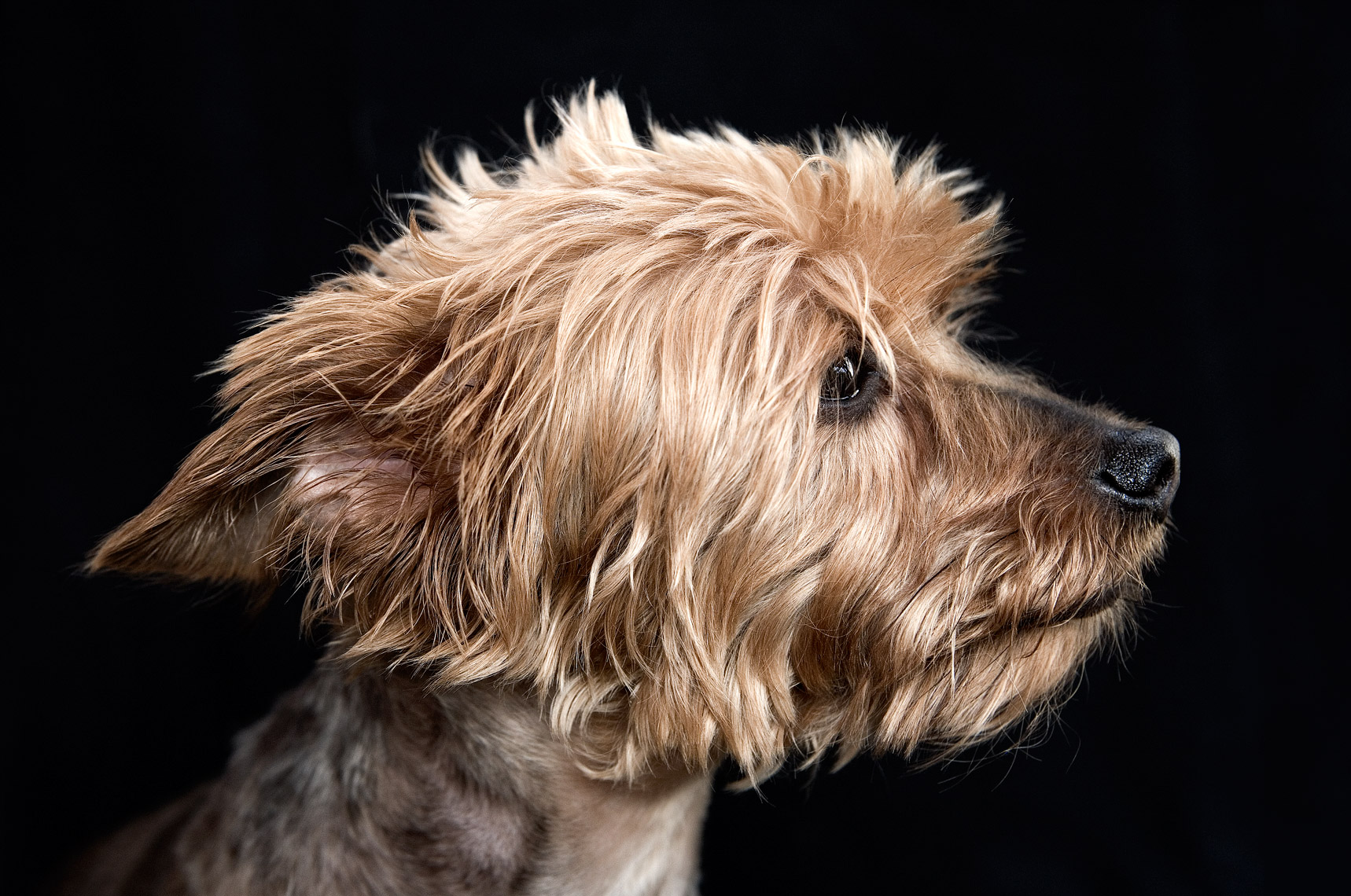 Yorkshire terrier profile
