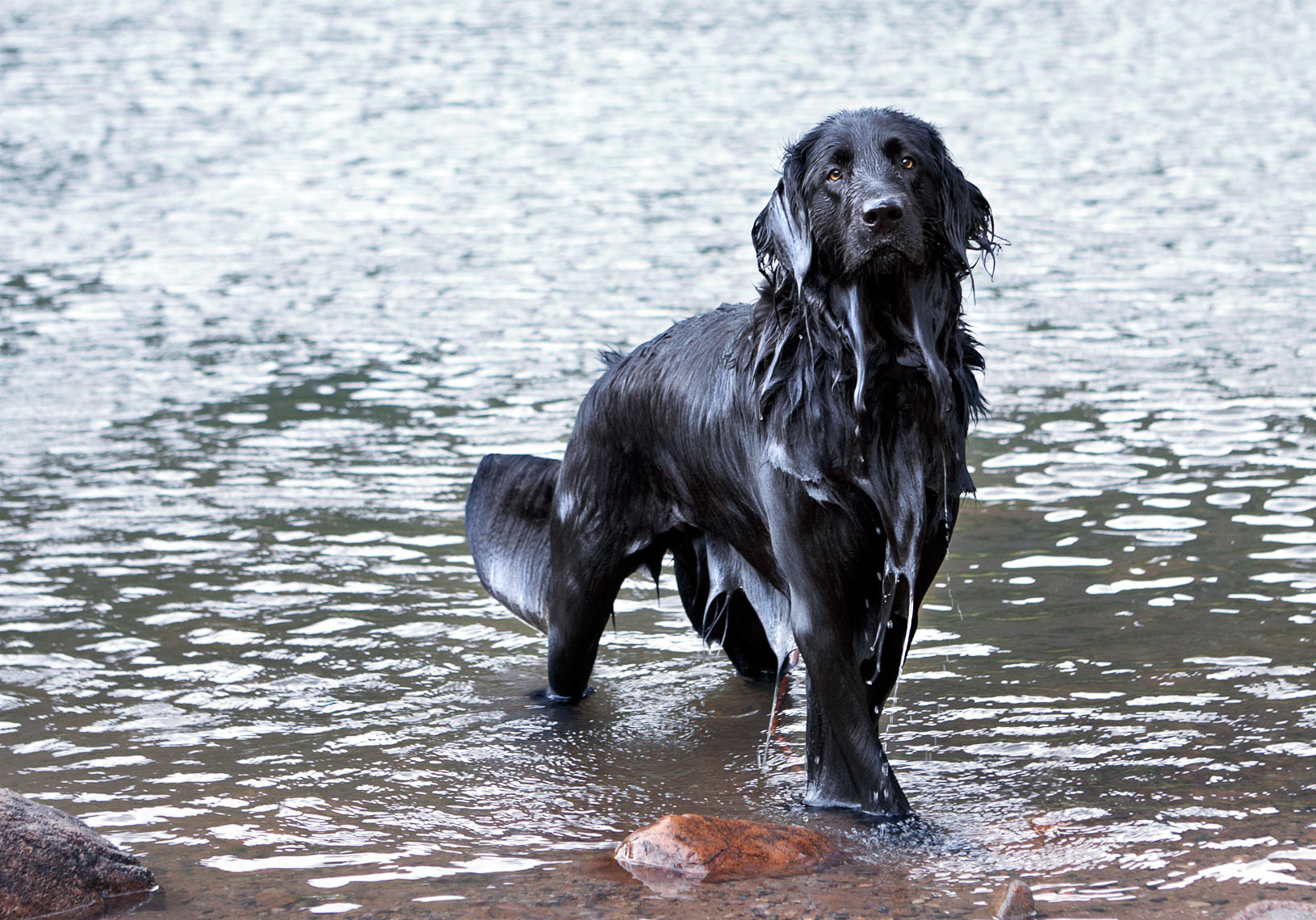 Labrador in water