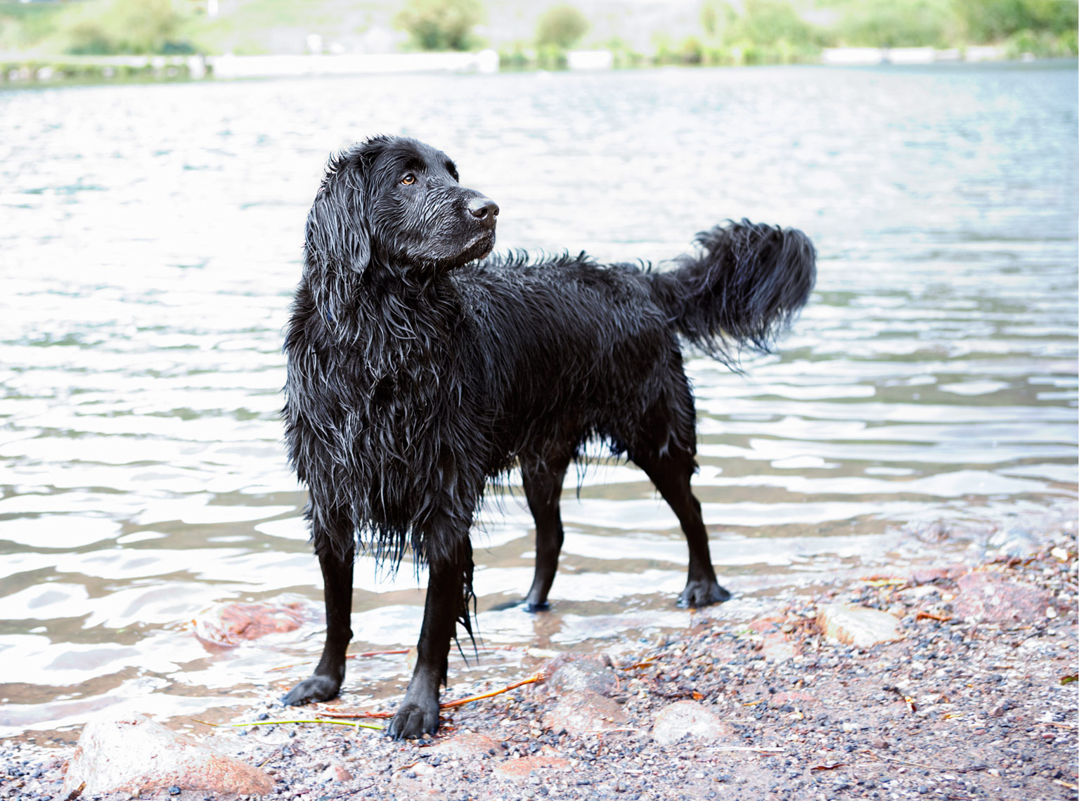 Wet dog at lake