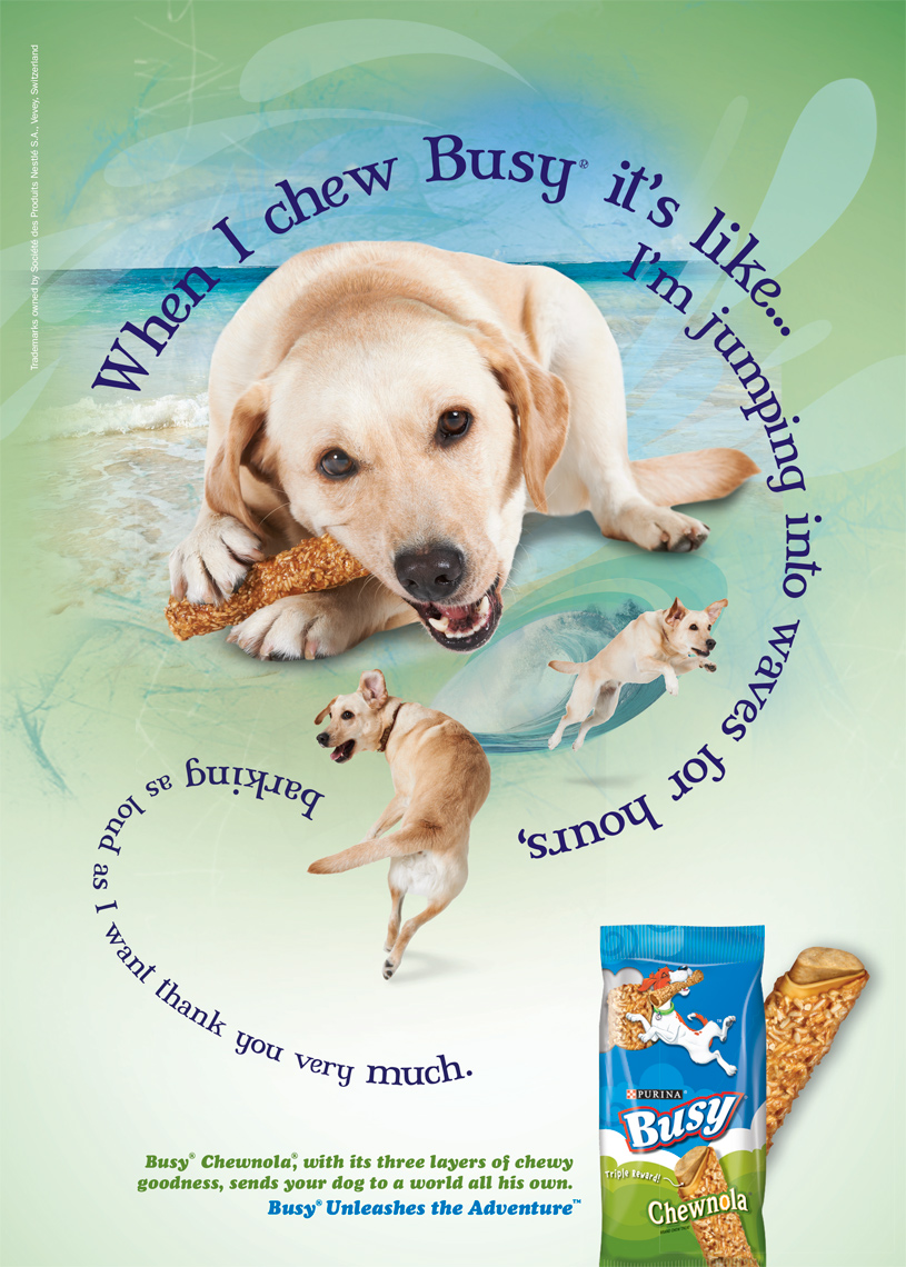 Labrador chewing treat purina