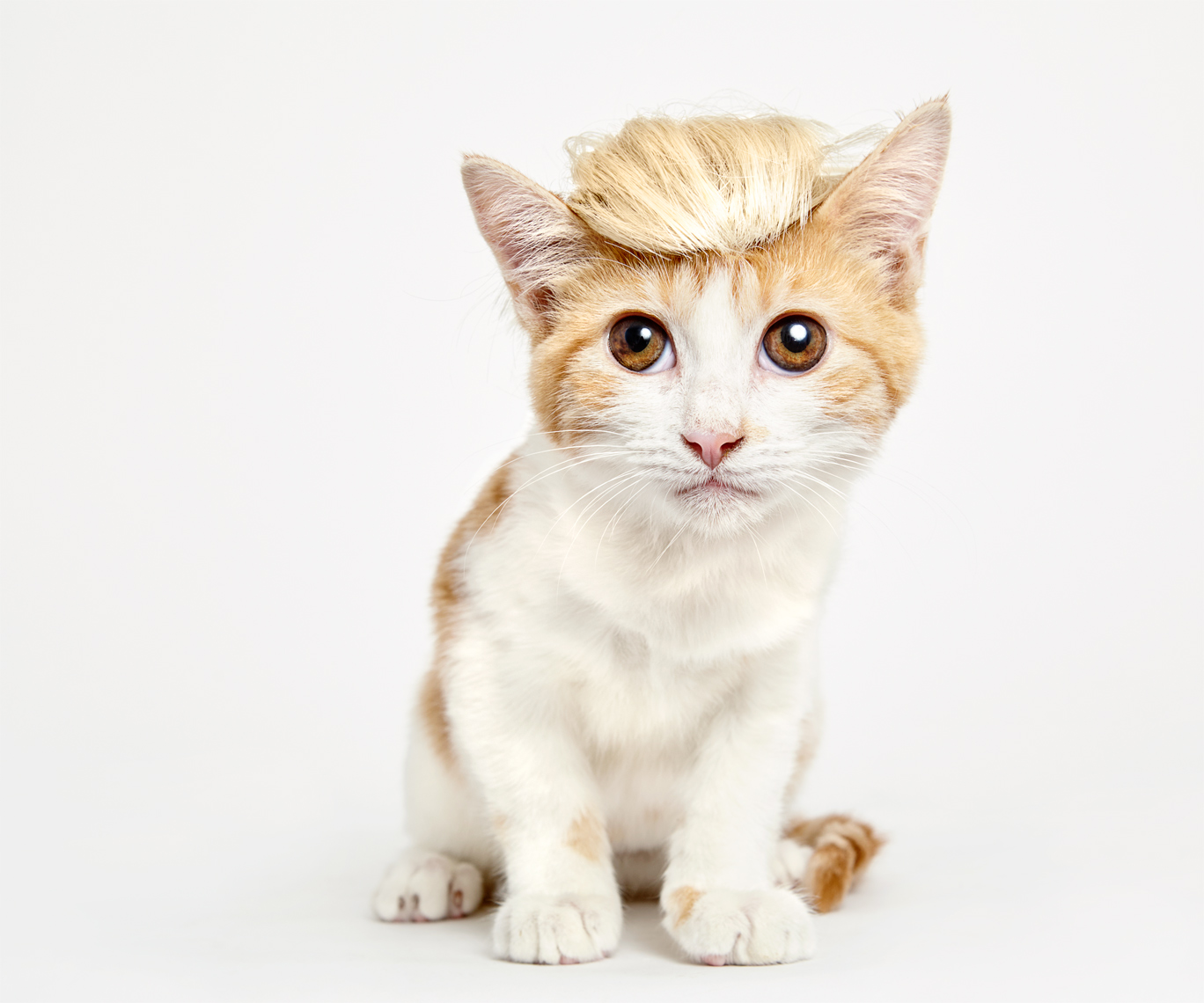 kitten in wig