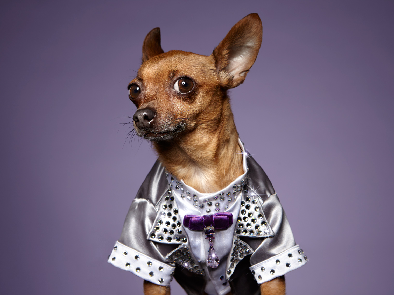 Chihuahua Dog in costume