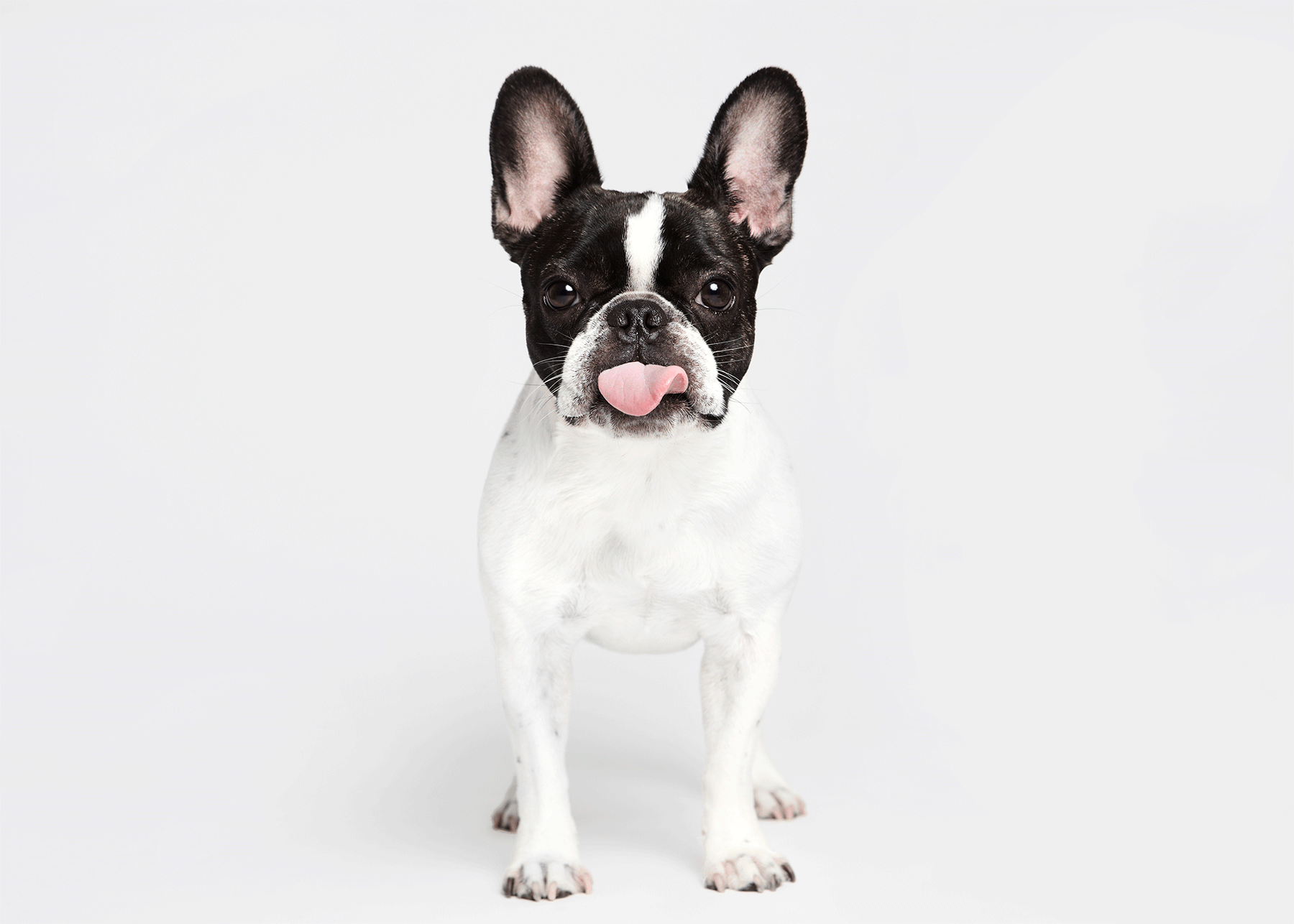 Boston terrier sticking tongue out