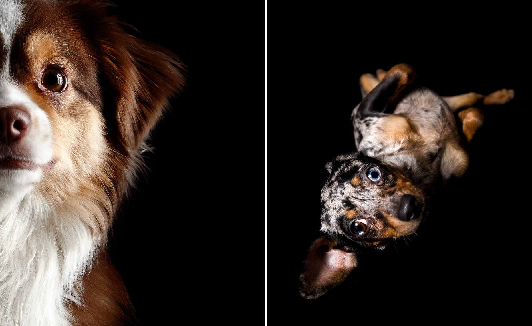 Australian Shephard puppy + dachshund