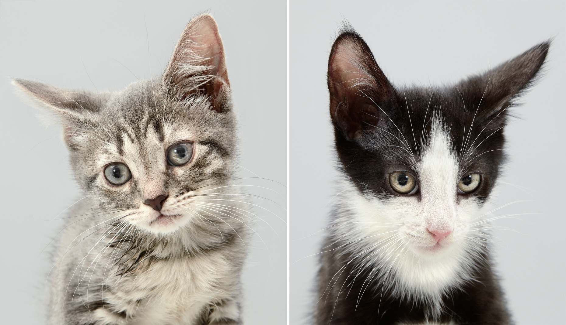 Kitten portraits