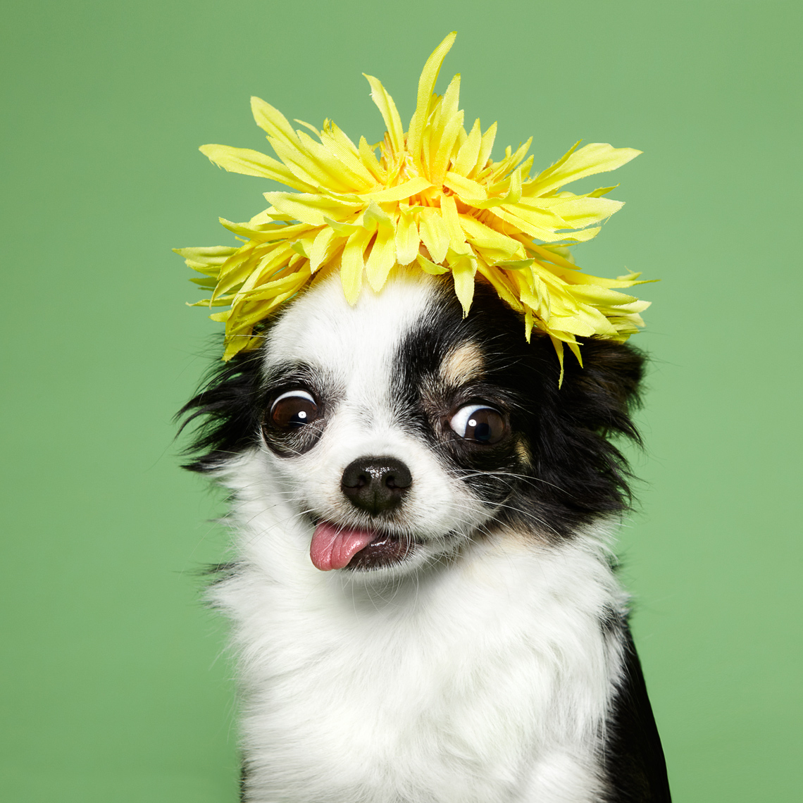 Chihuahua with a flower hat