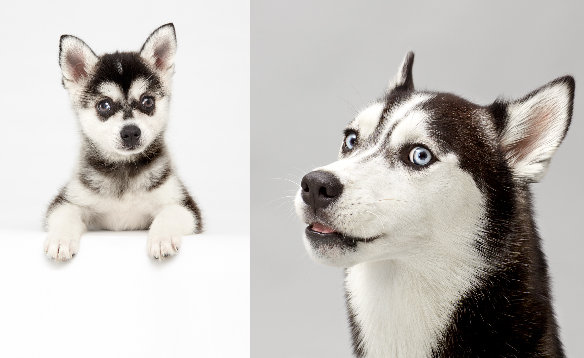 Klee kai and husky dogs portrait