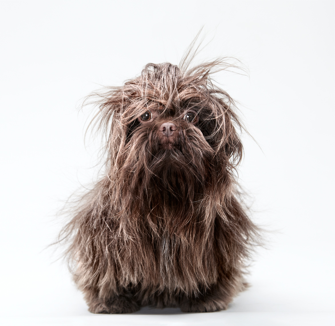 Shih tzu with messy hair