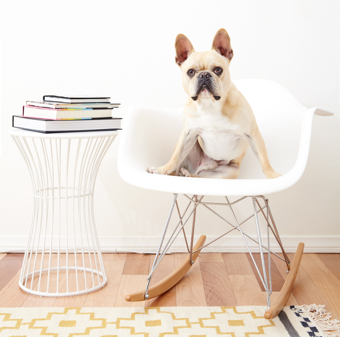 French bulldog on eames chair