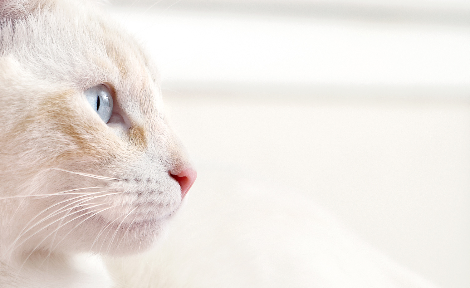 Cat in profile