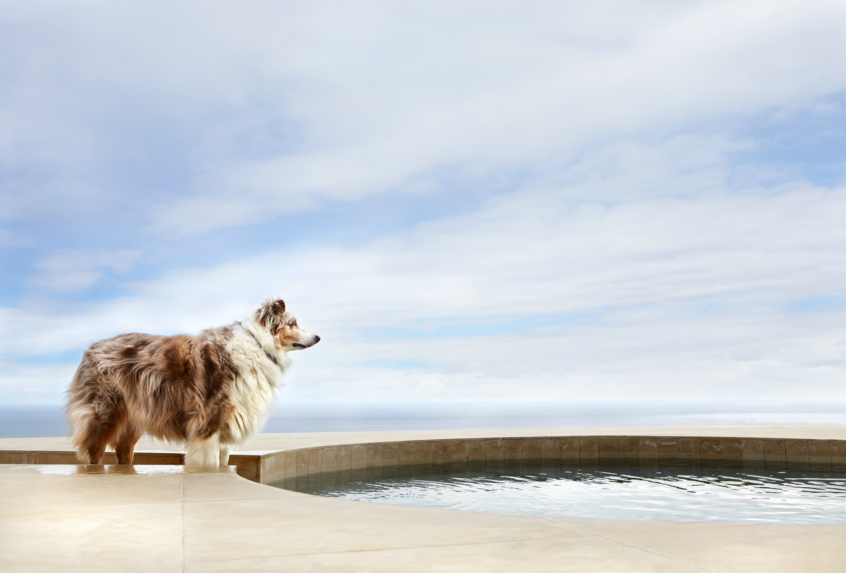 Australian Shepherd at pool