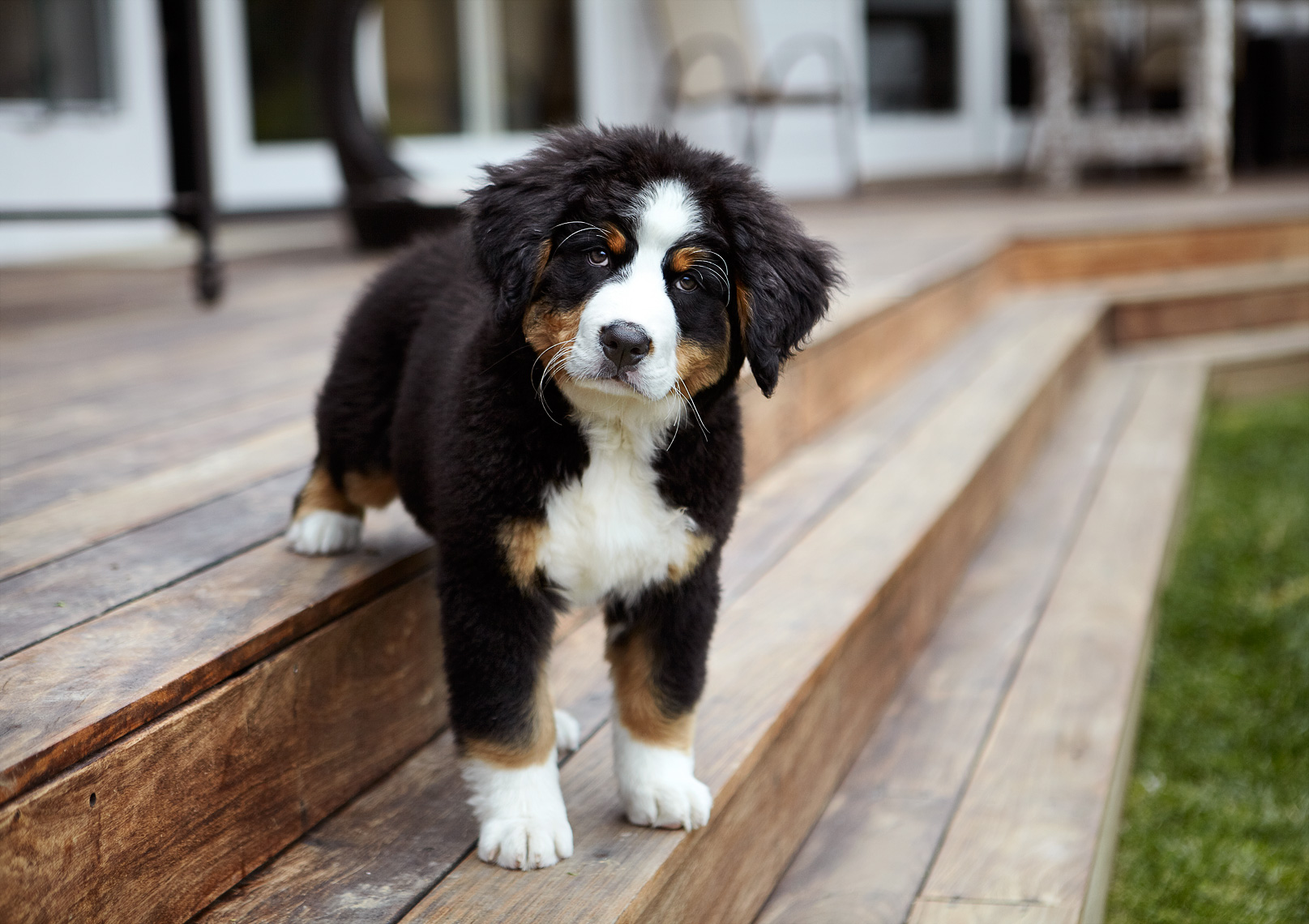 Bernese puppy in backyard