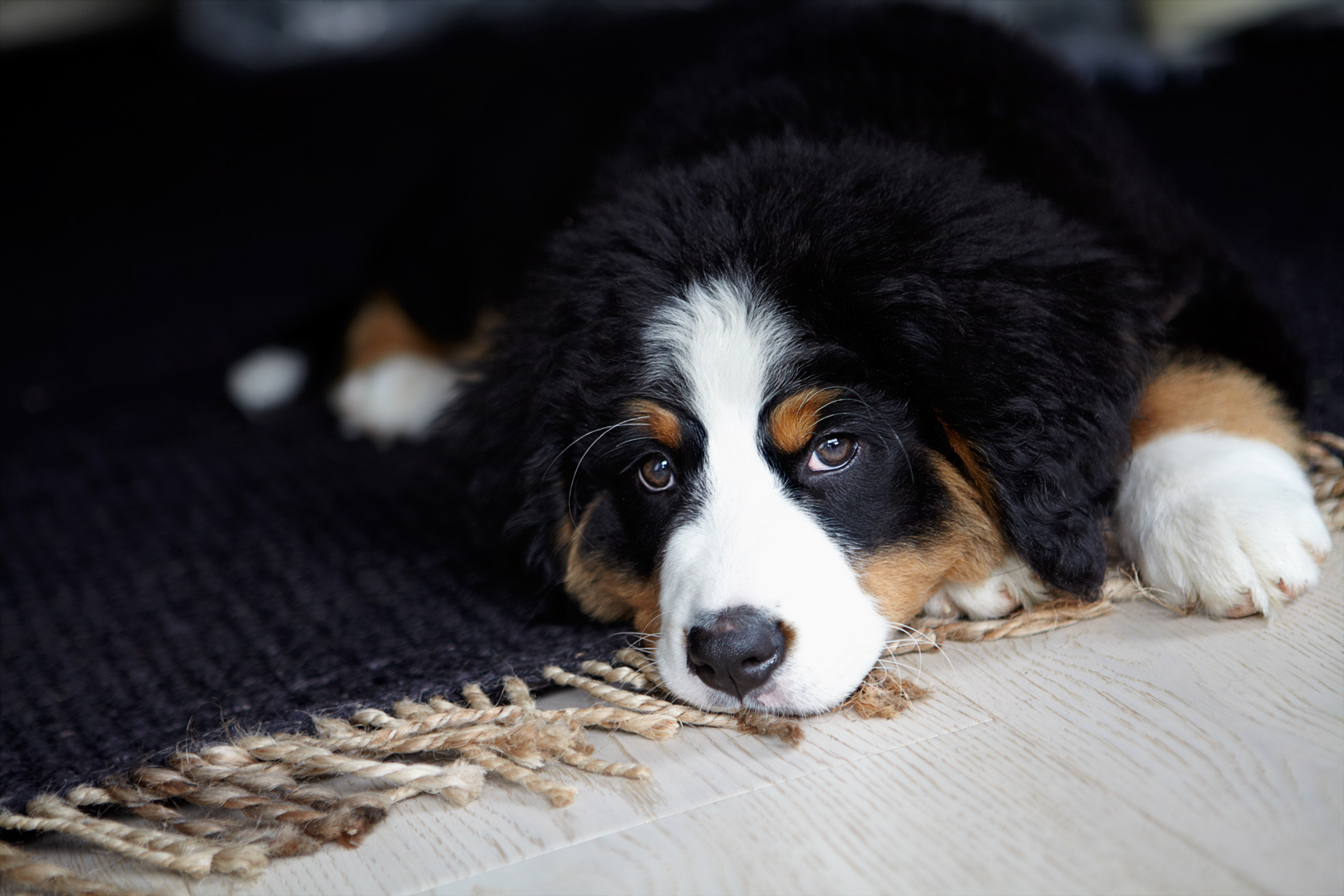 Bernese Puppy on floor