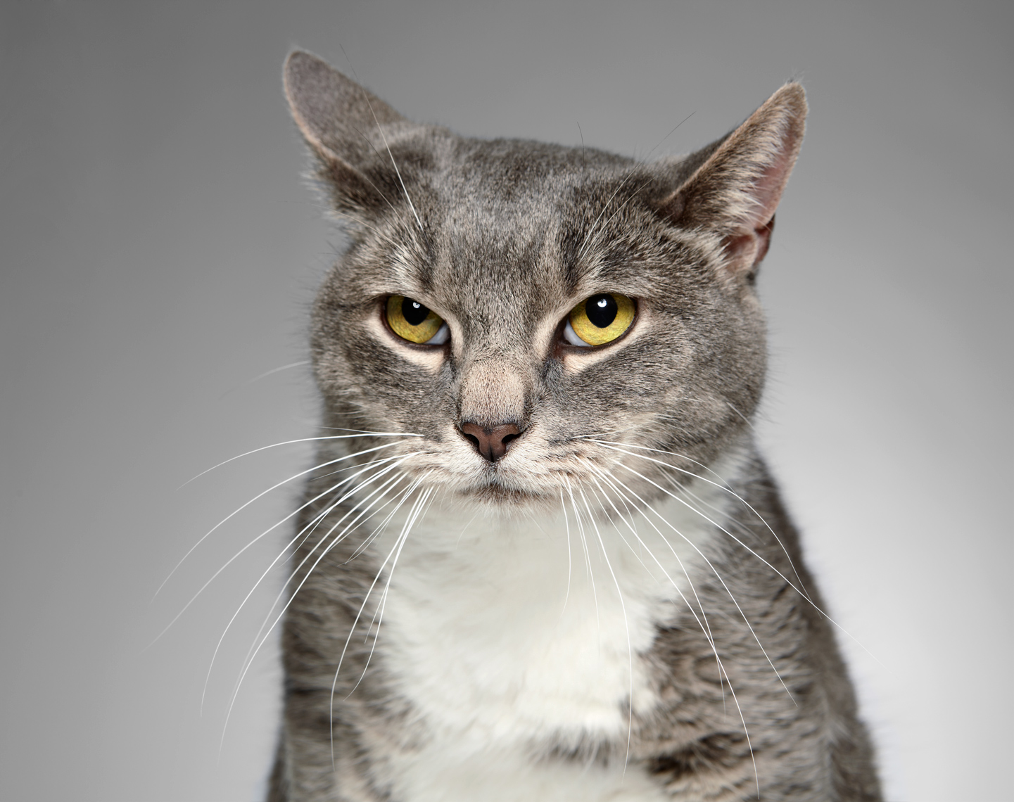 Grumpy gray cat