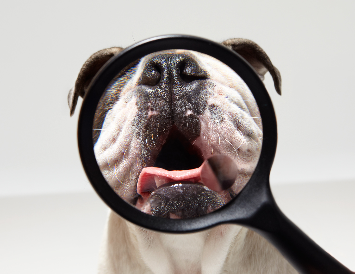 Bulldog with Magnifying Glass