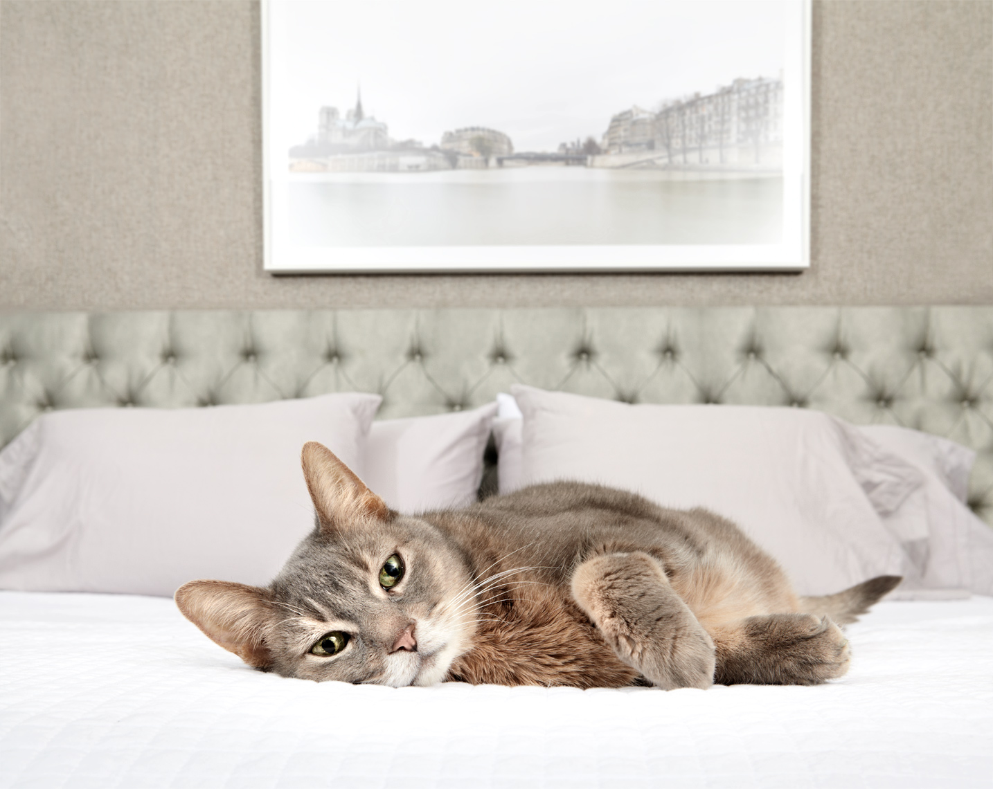 Cat on bed
