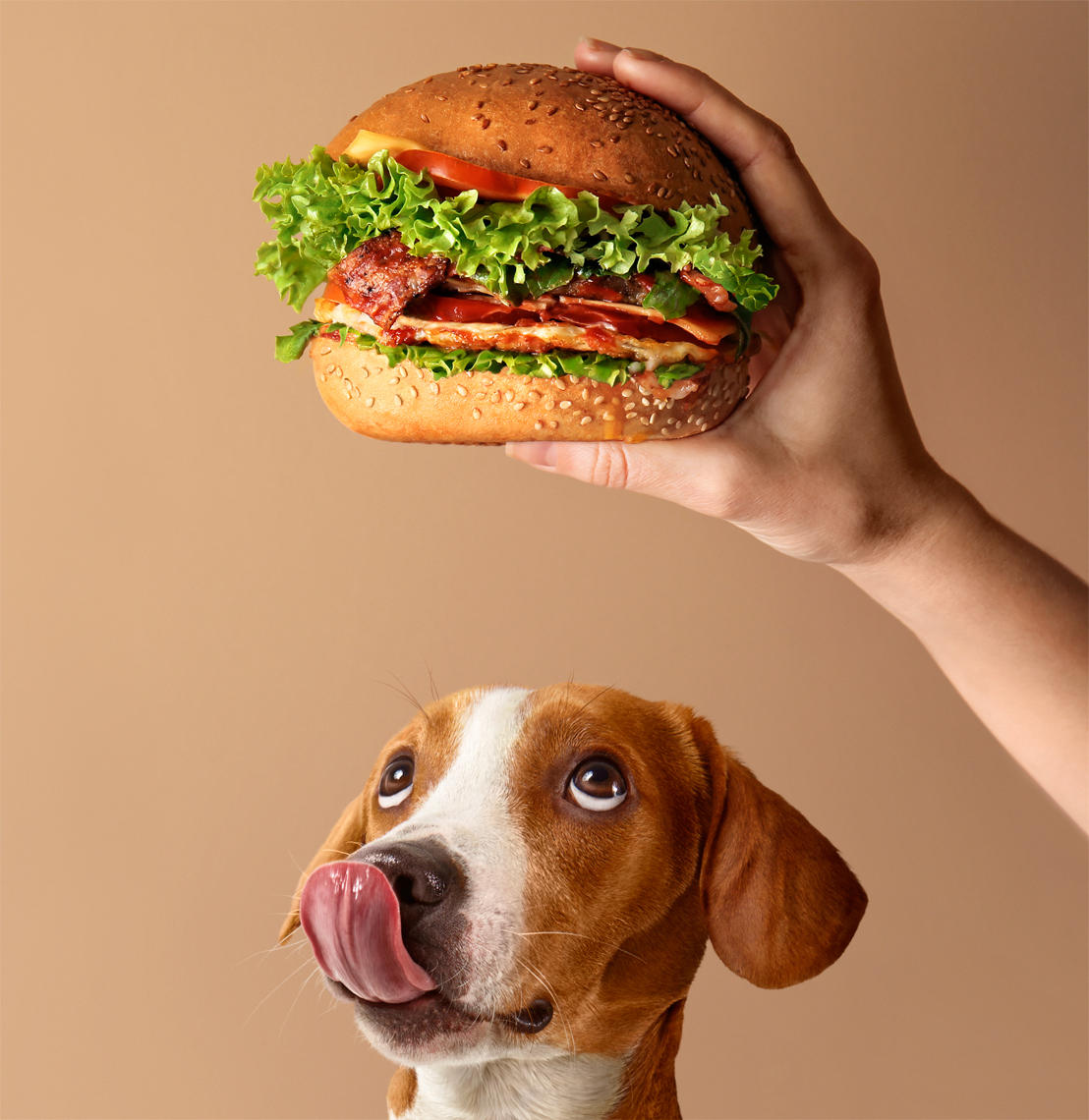 Dog licking lips looking up at burger held by female hand