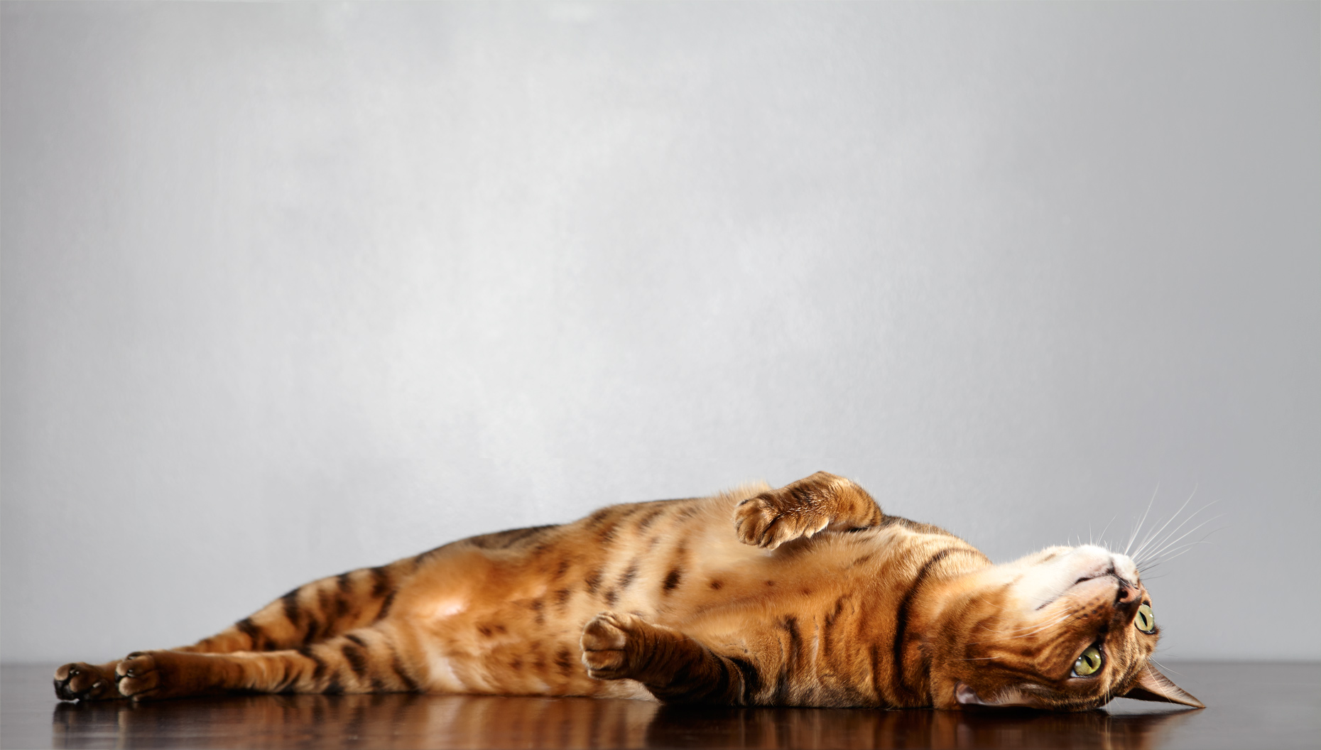 Bengal laying cat