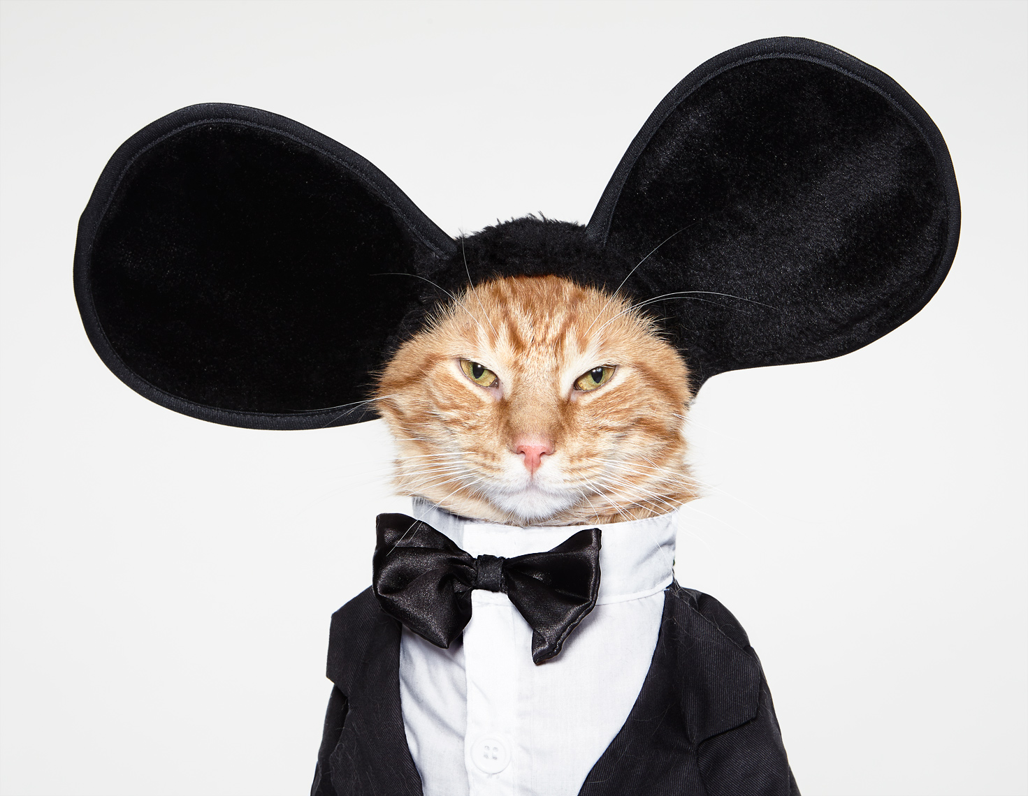 Cat in tuxedo and mouse ears