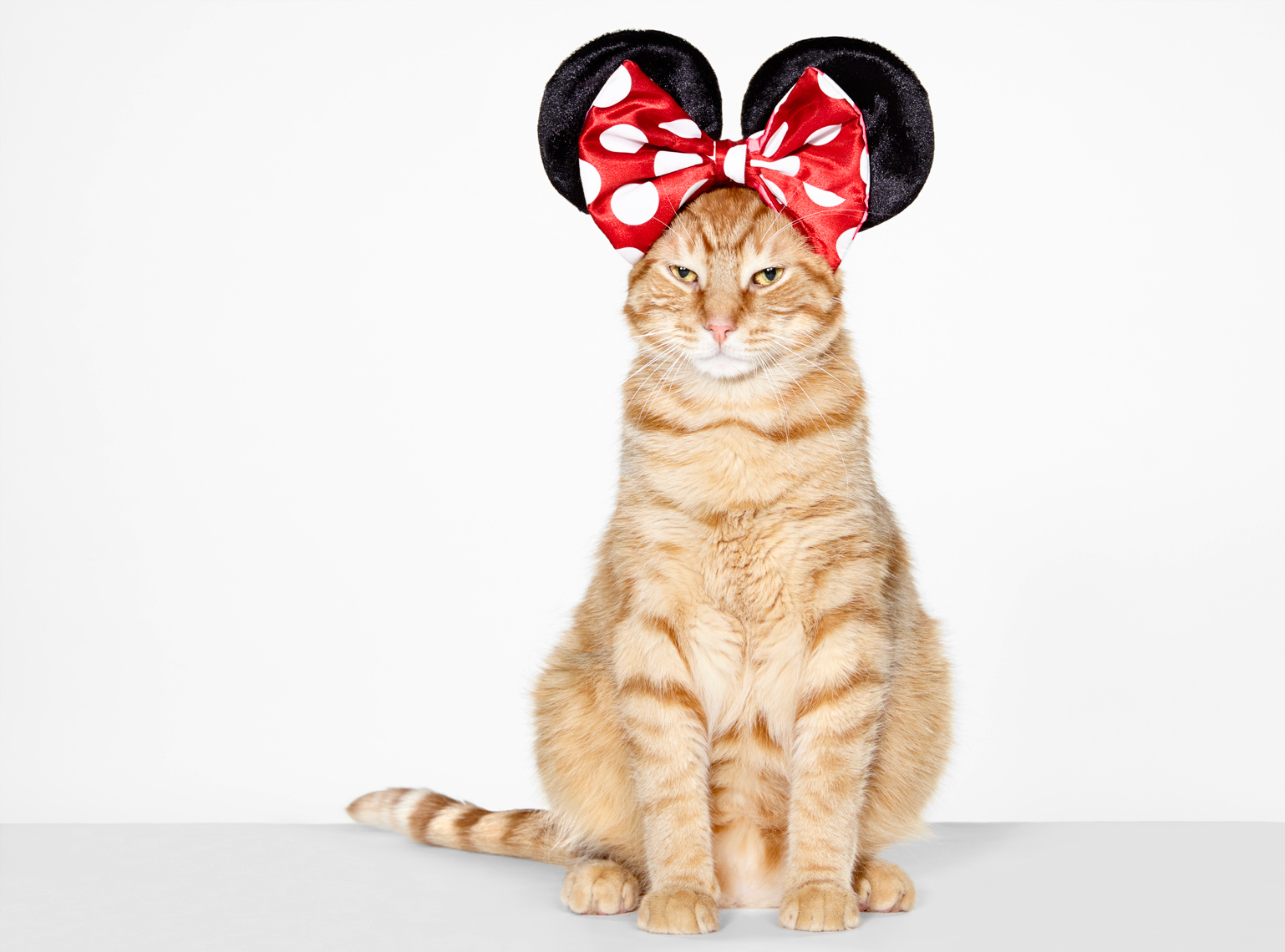Cat at minnie mouse ears