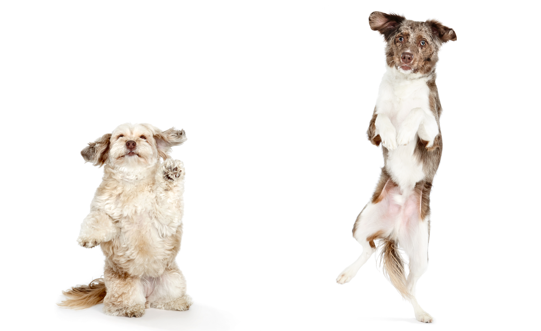 Jumping dog