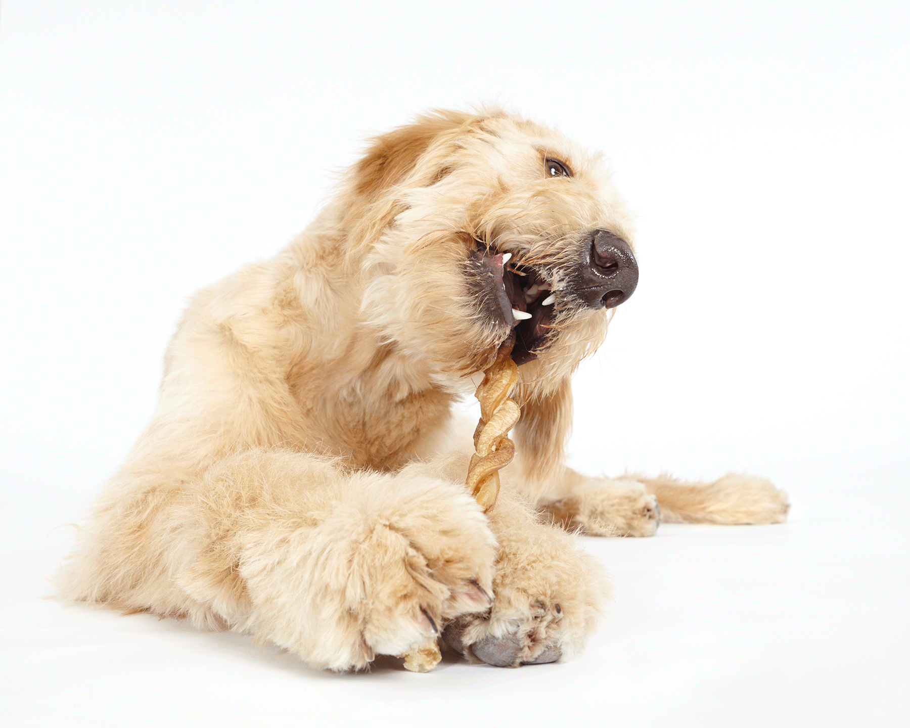 Doodle dog chewing on a dog stick toy treat