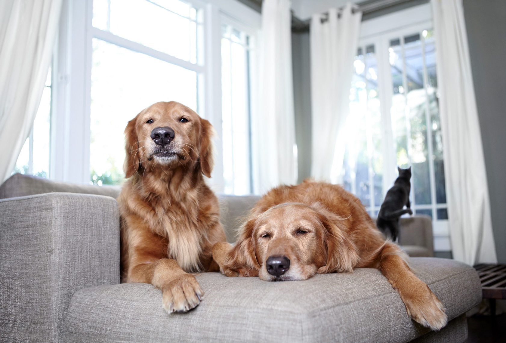 Golden Retrievers on couch