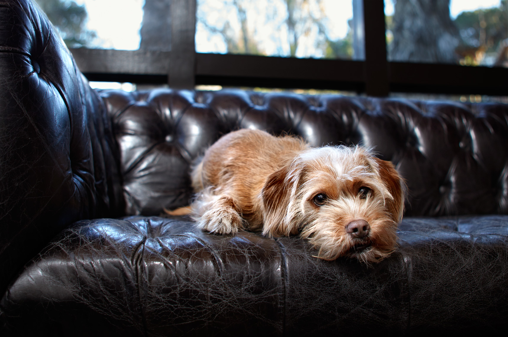 Dog on leather couch