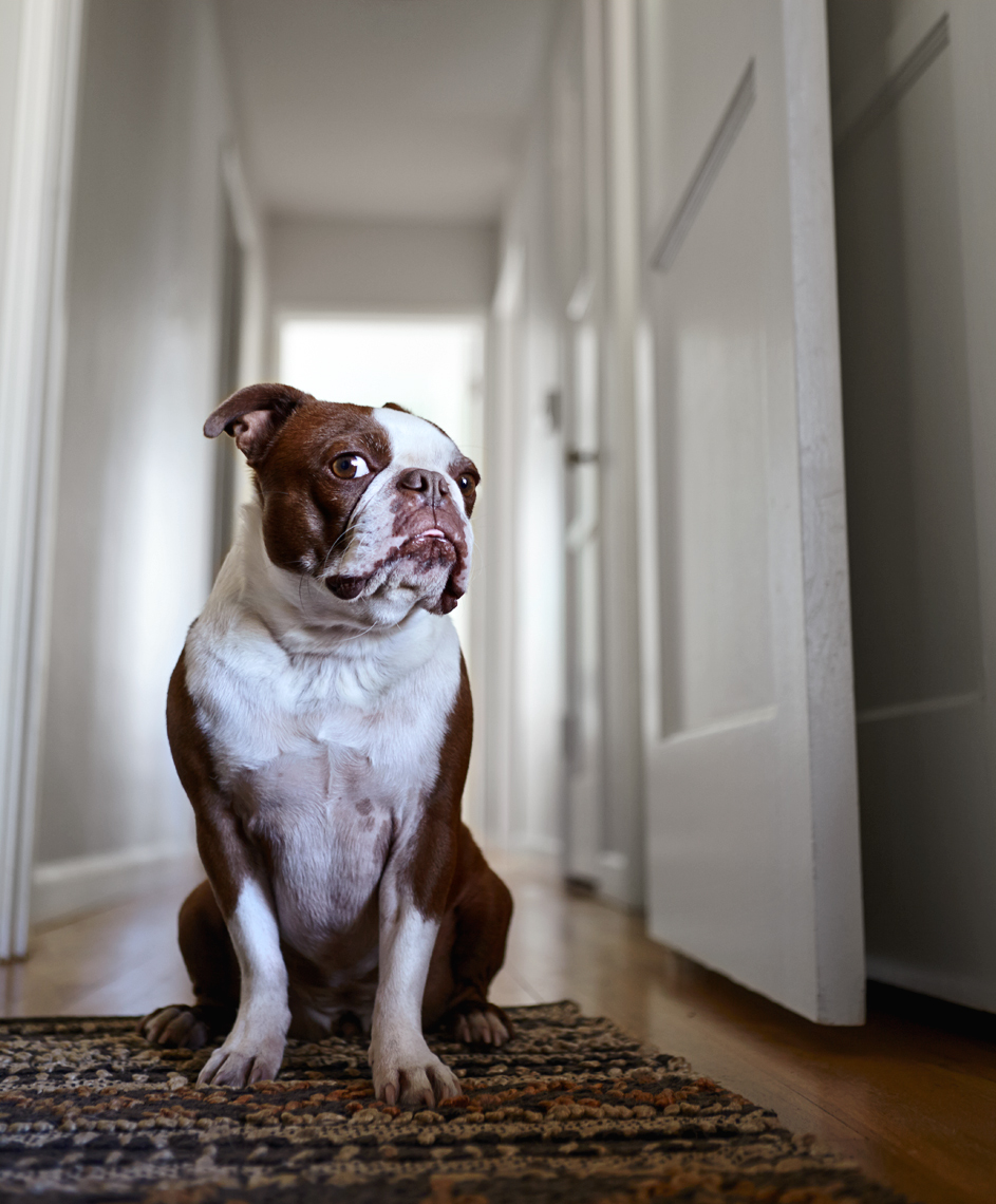 Boston Terrier Dog in home