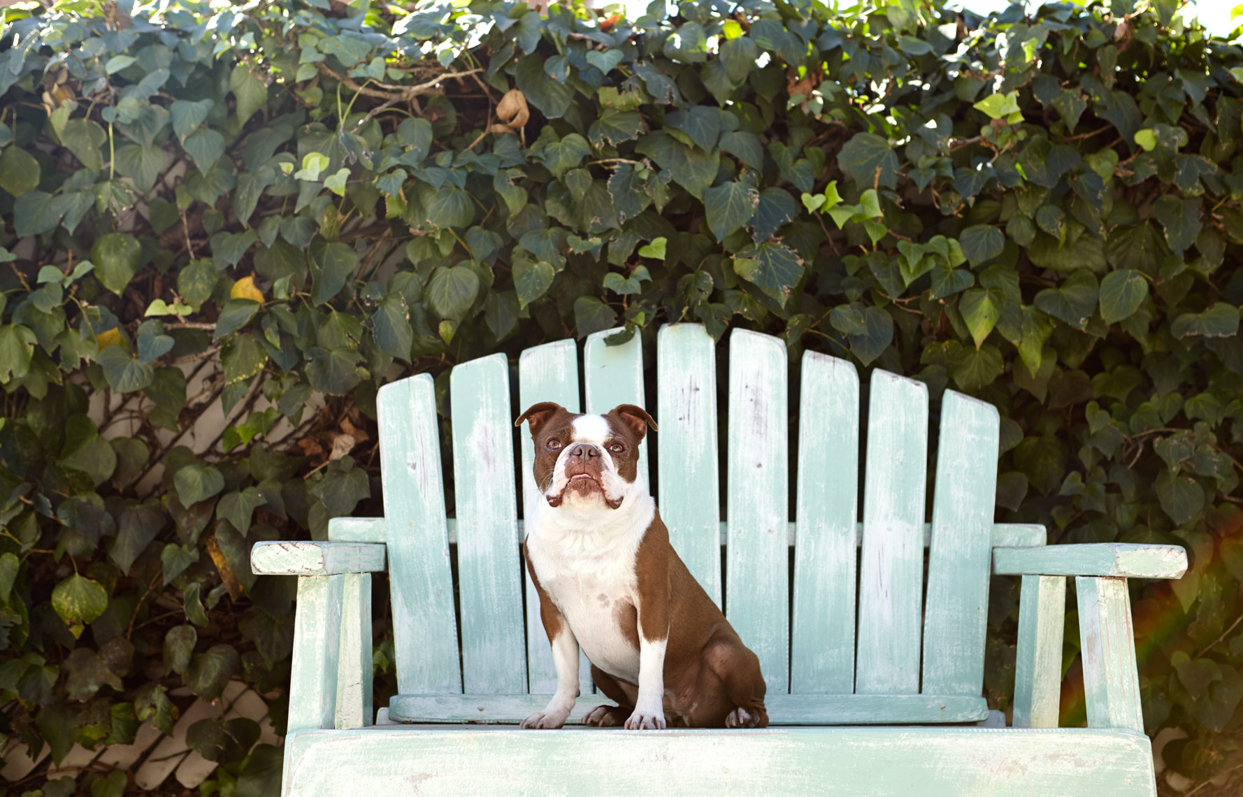 Boston Terrier on bench