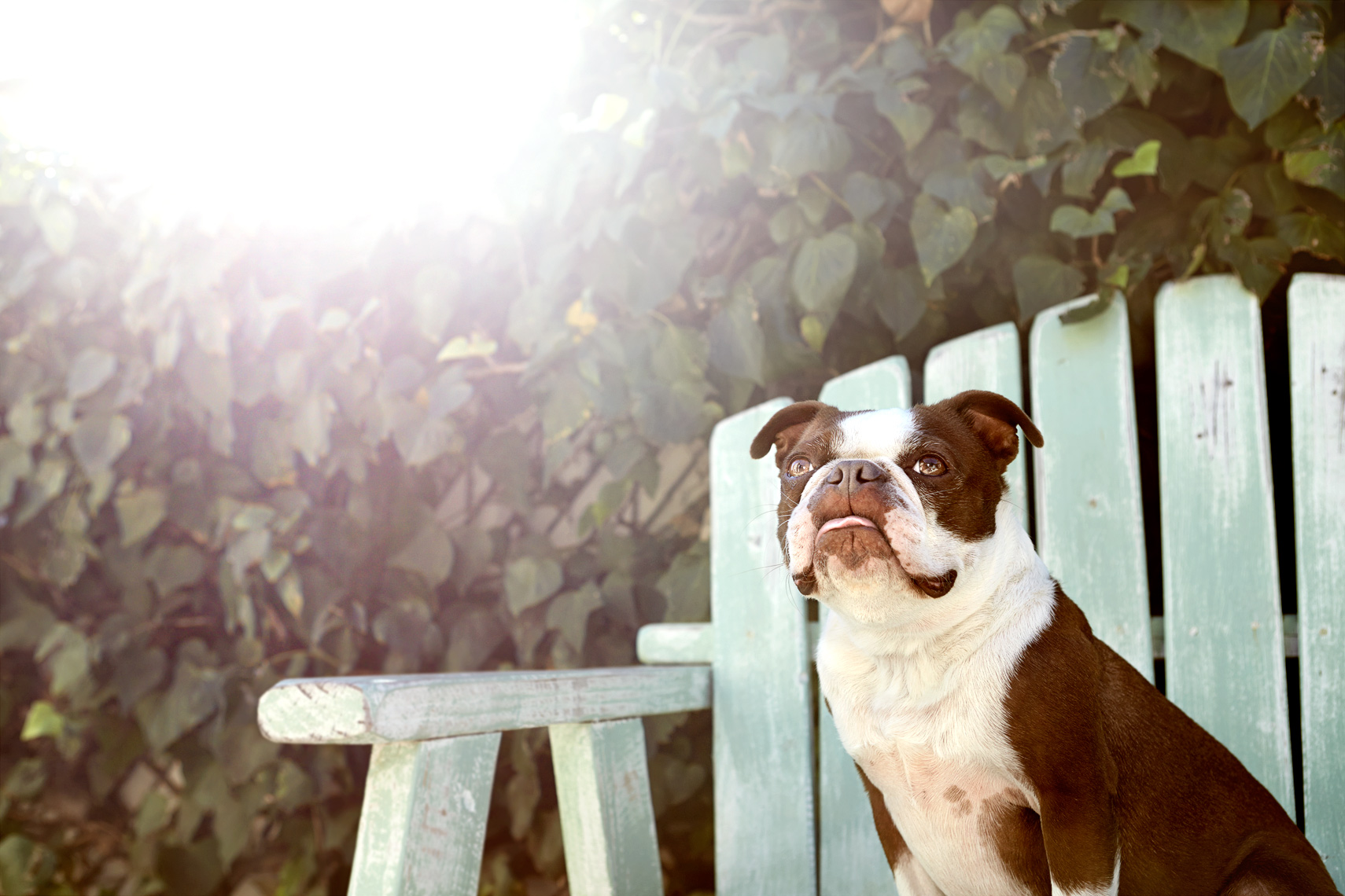 Boston Terrier in the sun