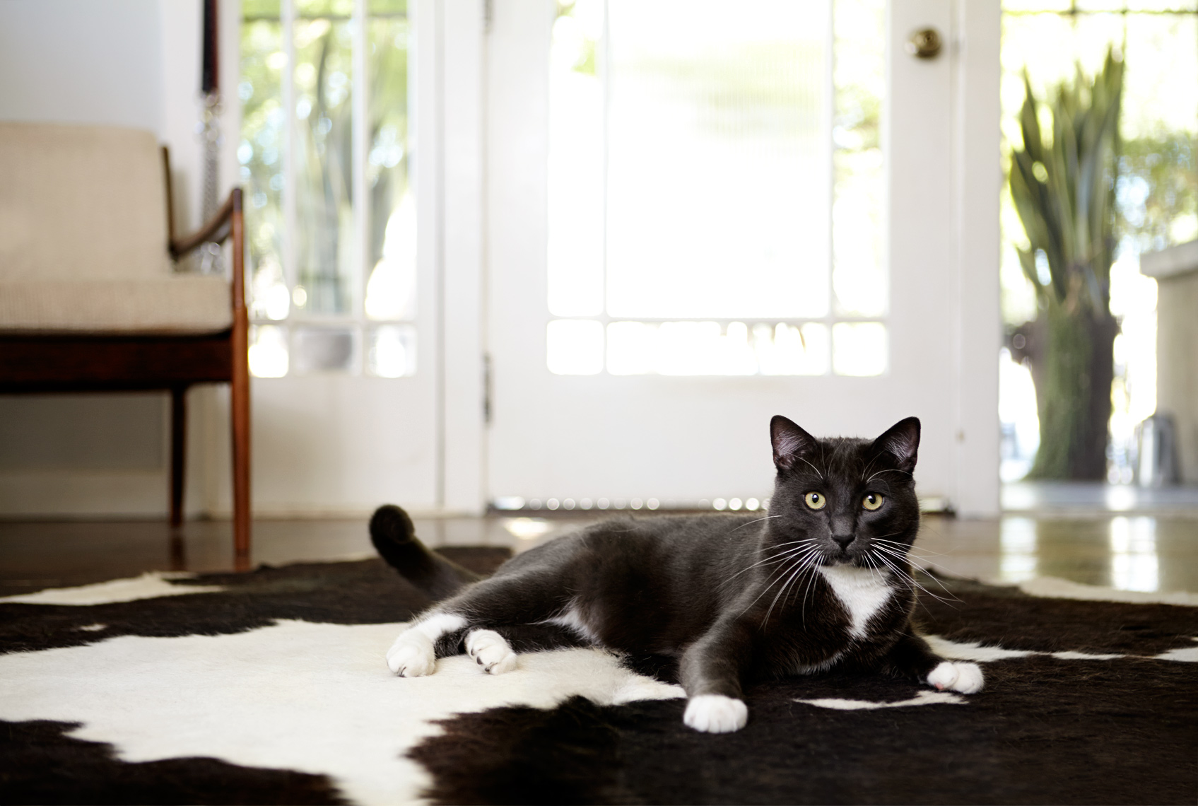 Cat on rug at entry way