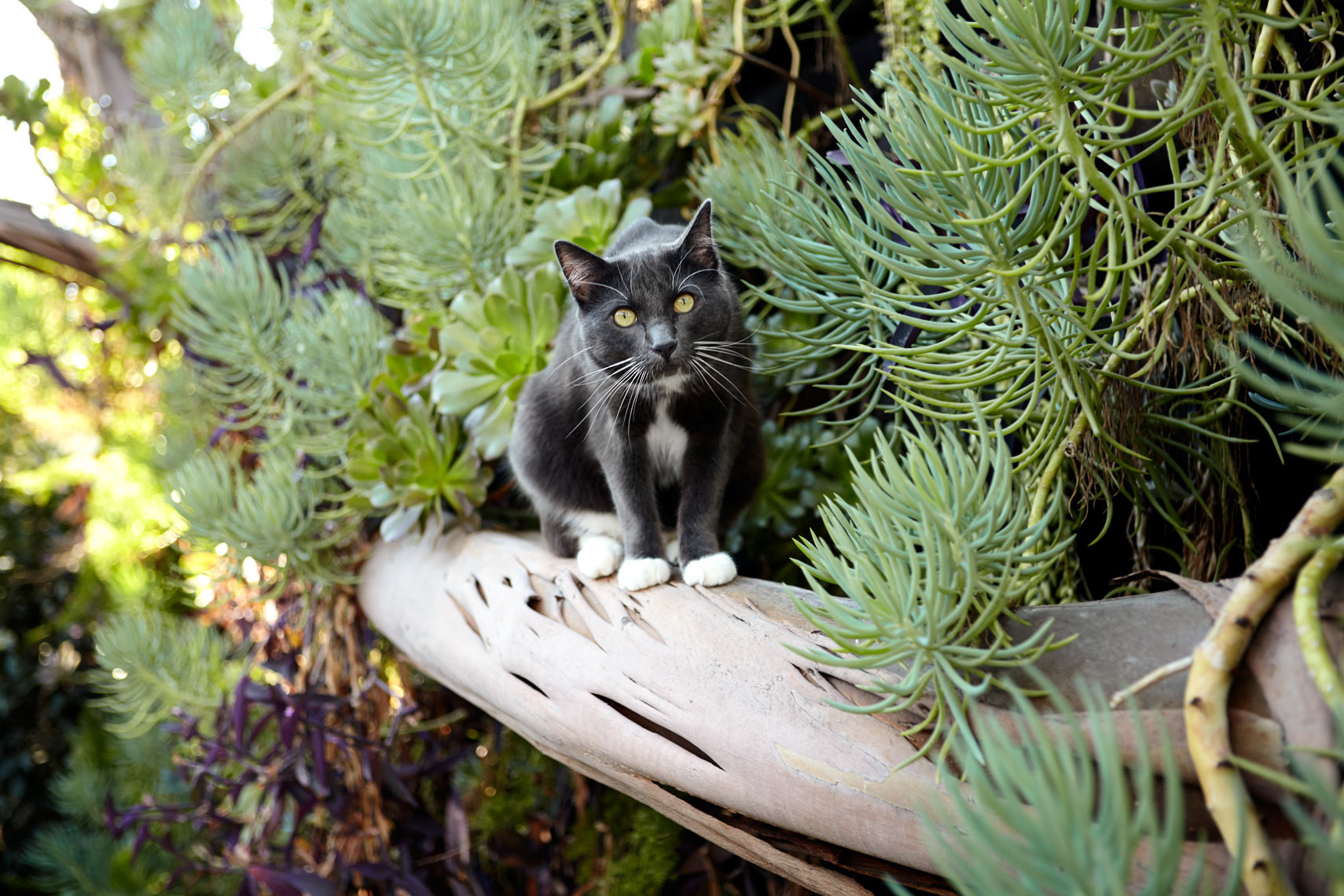 Gray cat with succulents