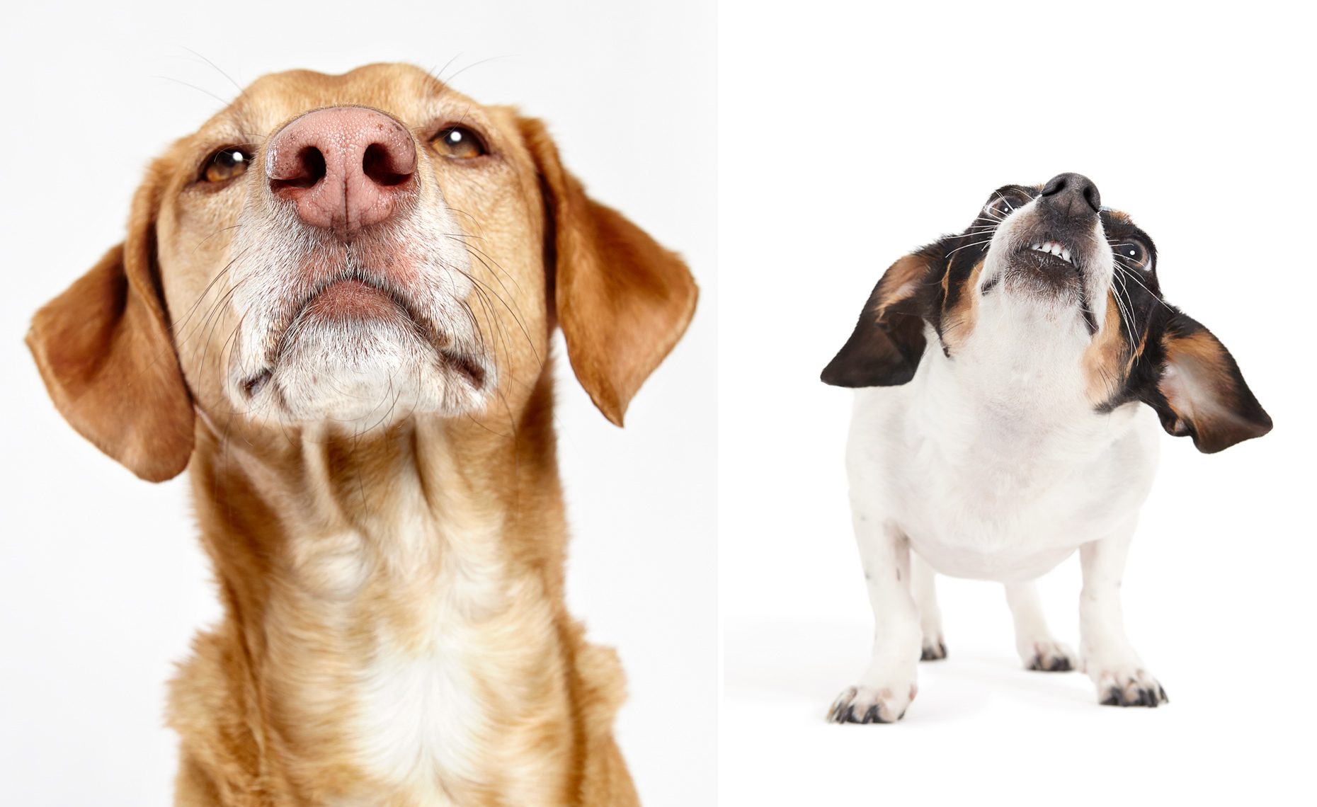 Vizsla and dachshund mix portraits