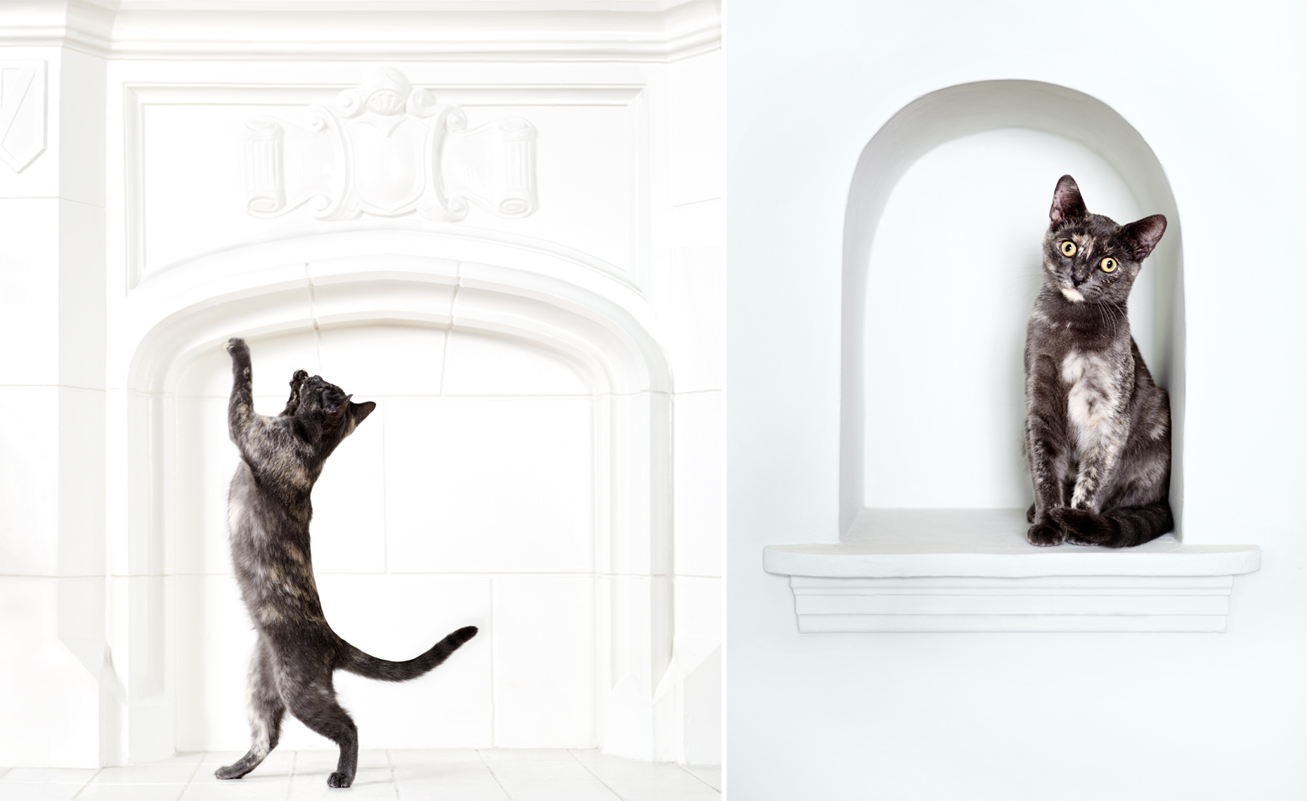 Kitten in home details