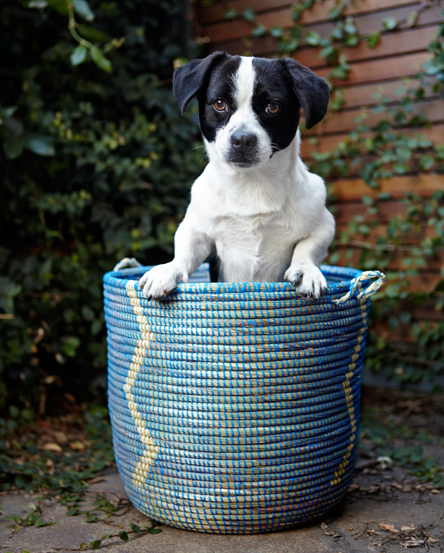 Dog in basket