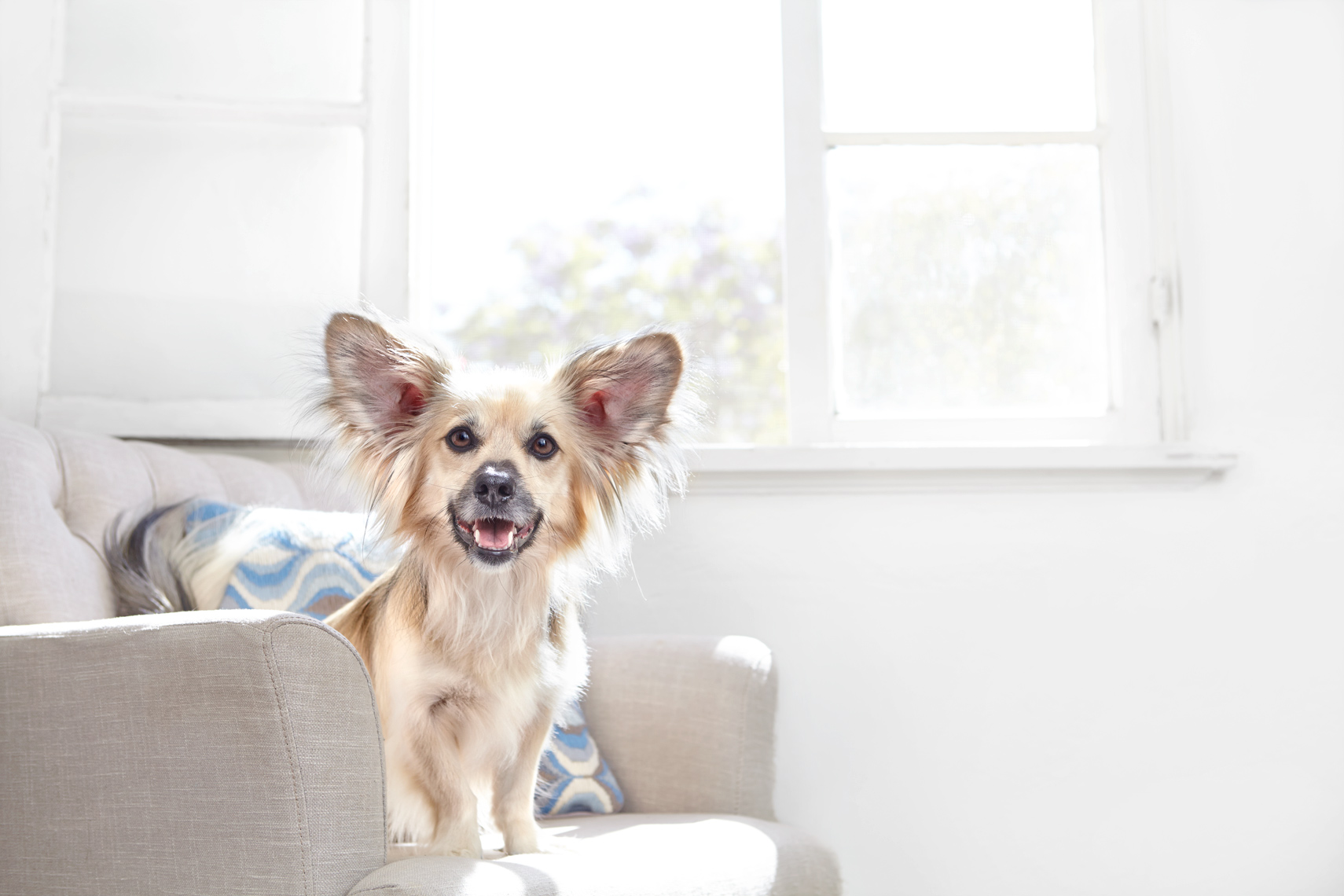 Dog on chair in front of window