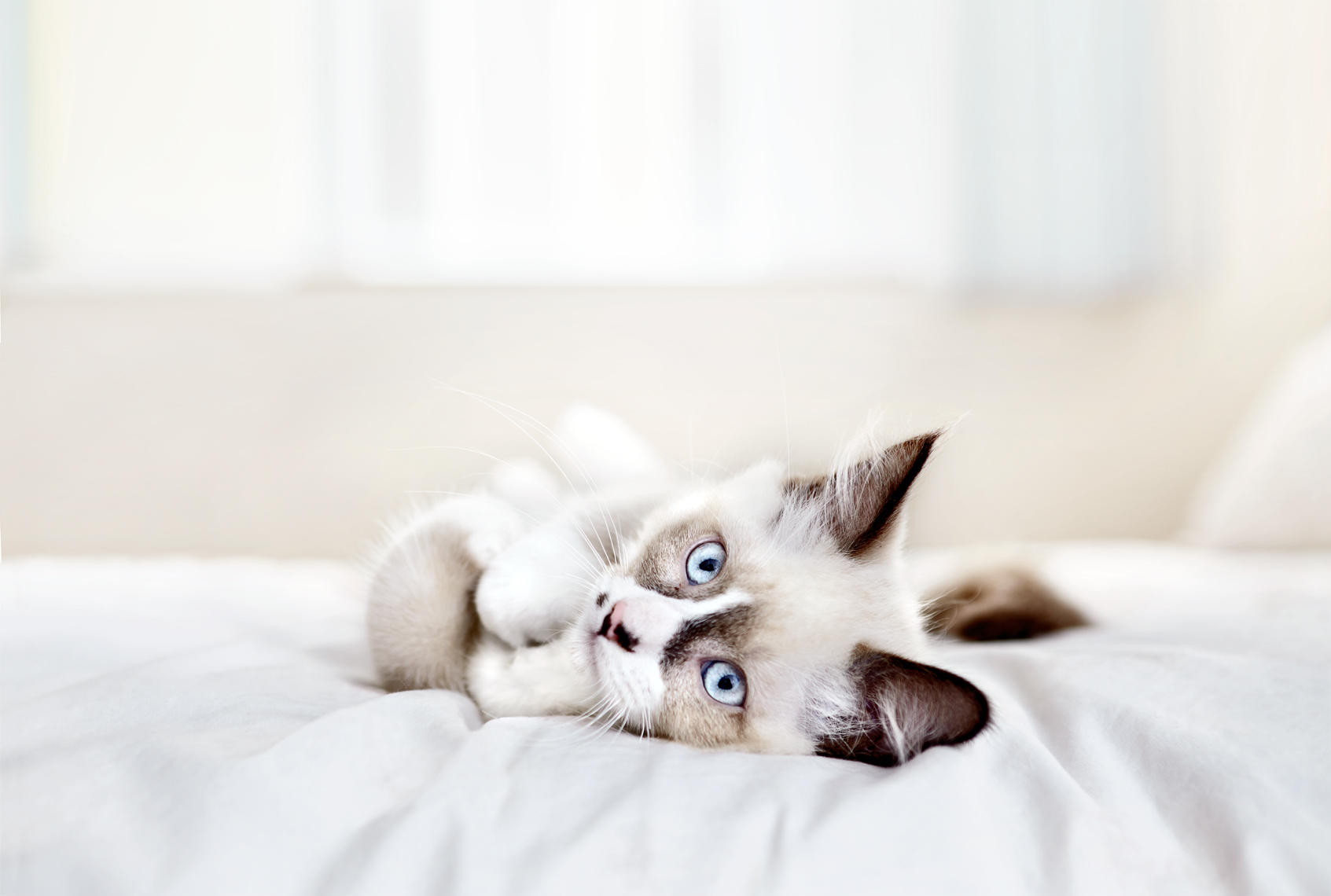 Siamese kitten on bed