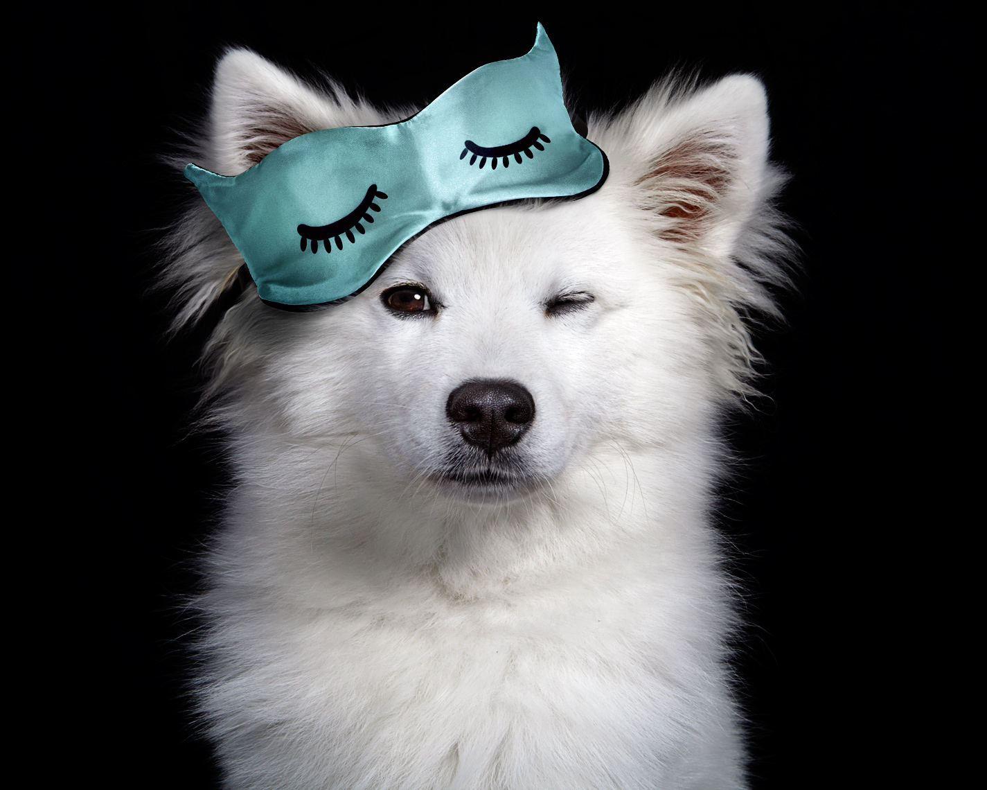 American Eskimo wearing sleep mask