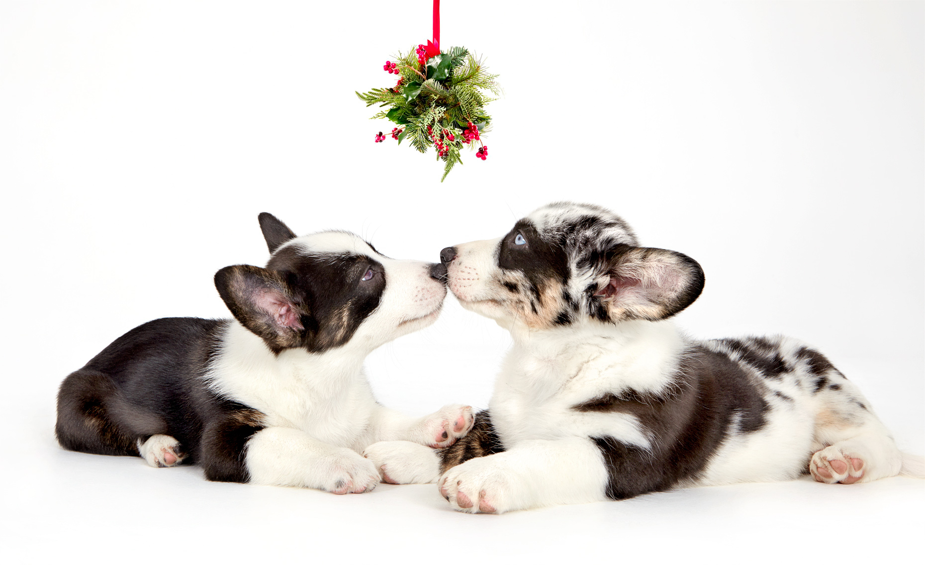 Corgi puppies kissing under mistletoe