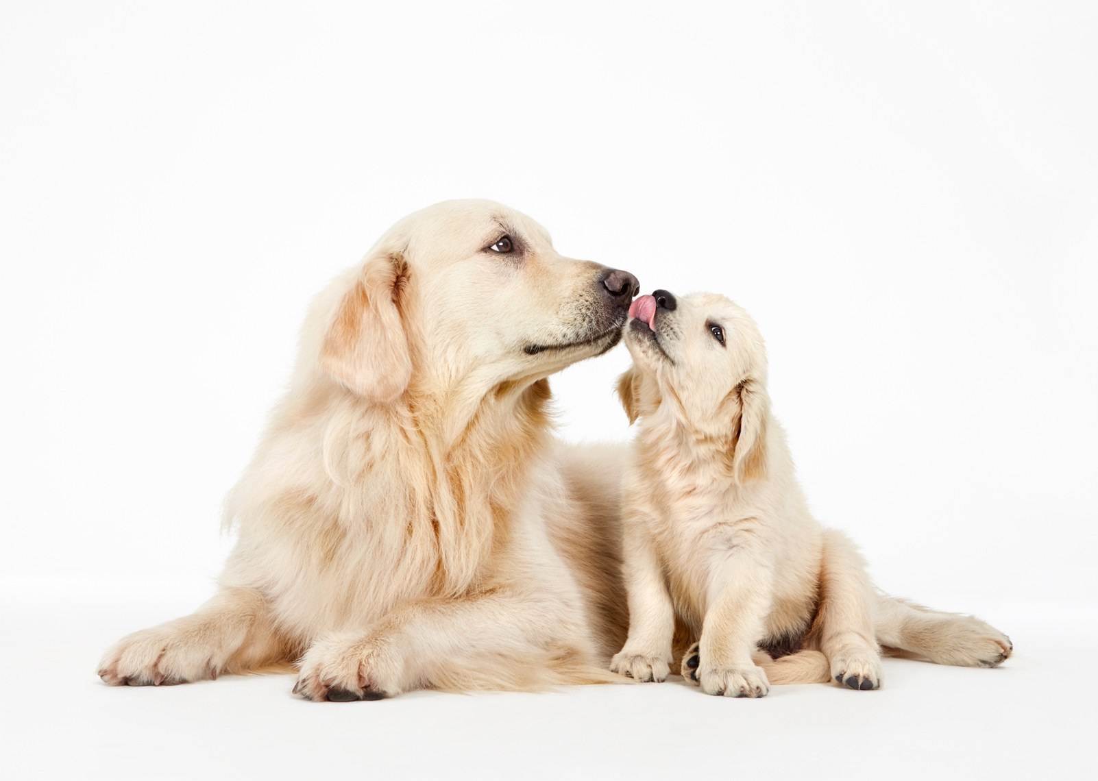 Golden Retriever puppy and dog