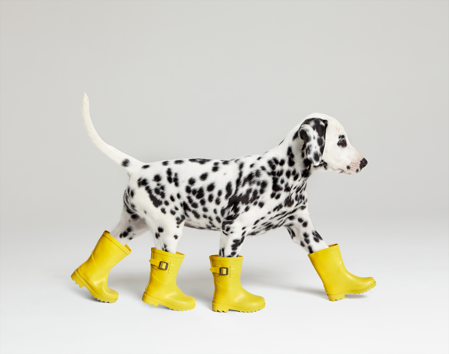 Dalamtian with yellow rain boots