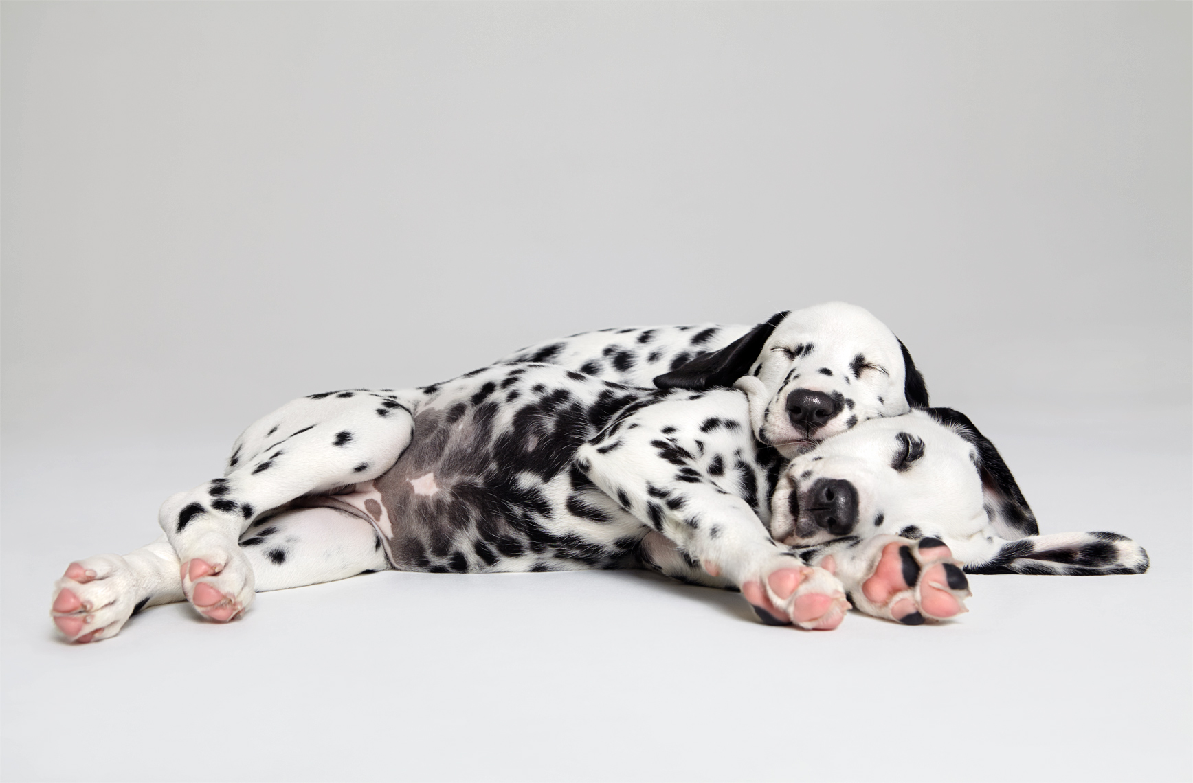Sleeping Dalmatian puppies